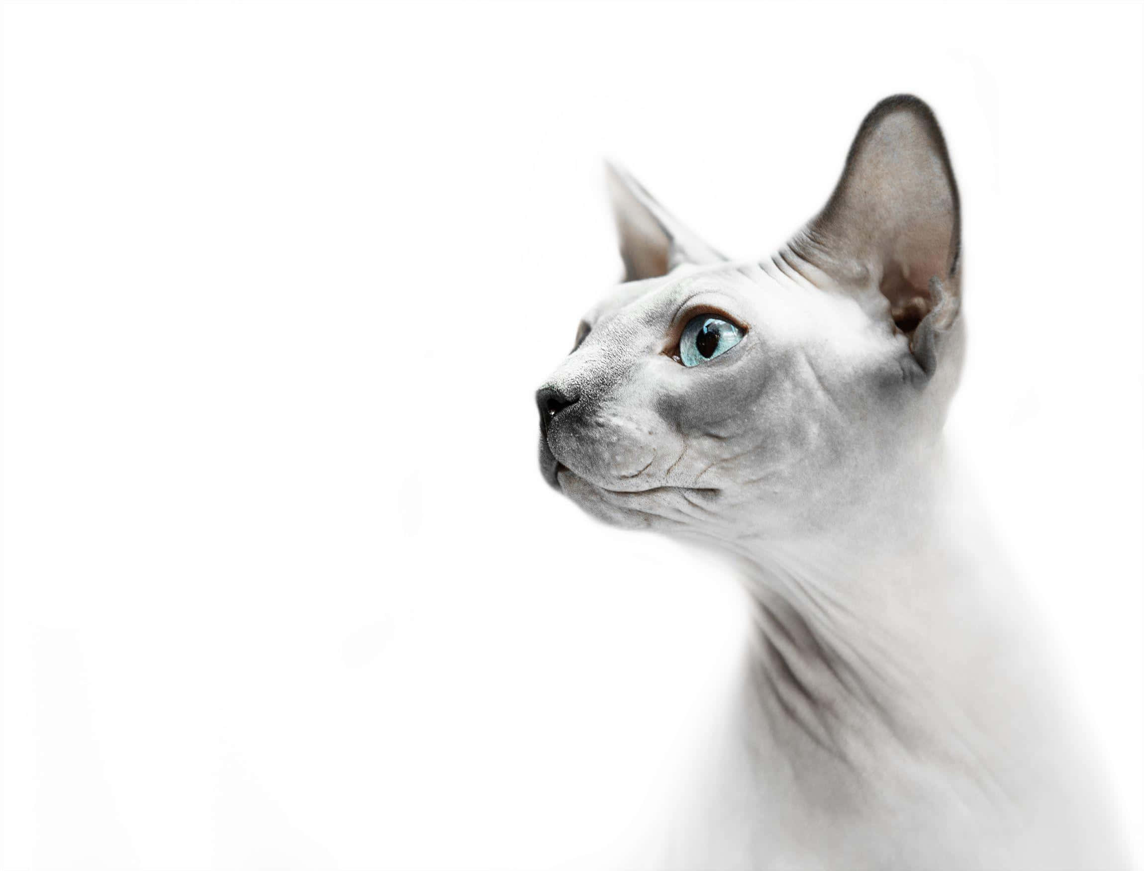 Sphynx 桌布 壁紙 — 一隻線條流暢的白色斯芬克斯貓，擁有引人注目的藍色眼睛，在純白背景上向上凝視。