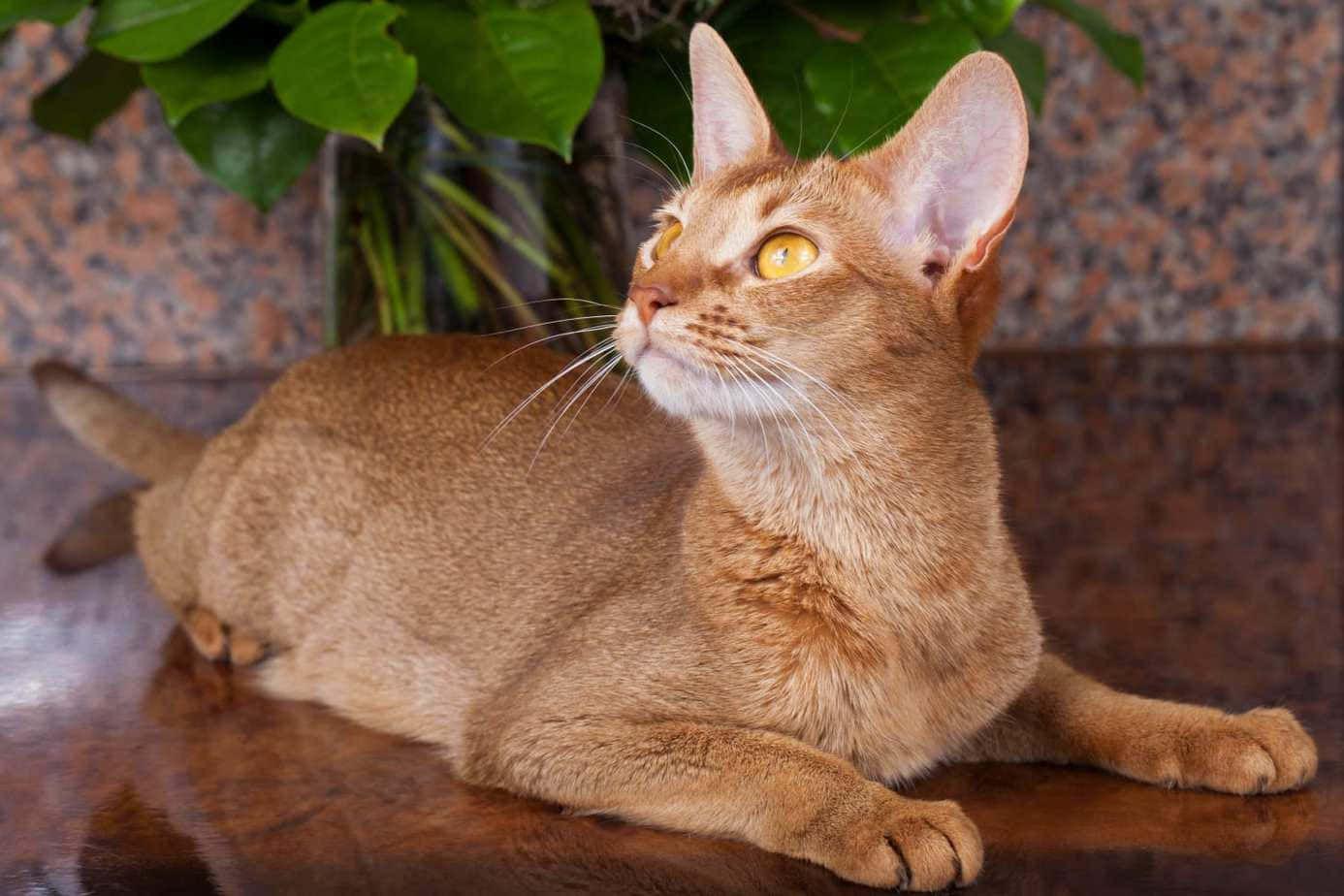 Abyssinian 桌布 壁紙 — 一隻線條流暢的薑黃色阿比西尼亞貓，擁有引人注目的黃色眼睛，優雅地躺在一塊拋光木面上，旁邊有一棵綠葉植物。
