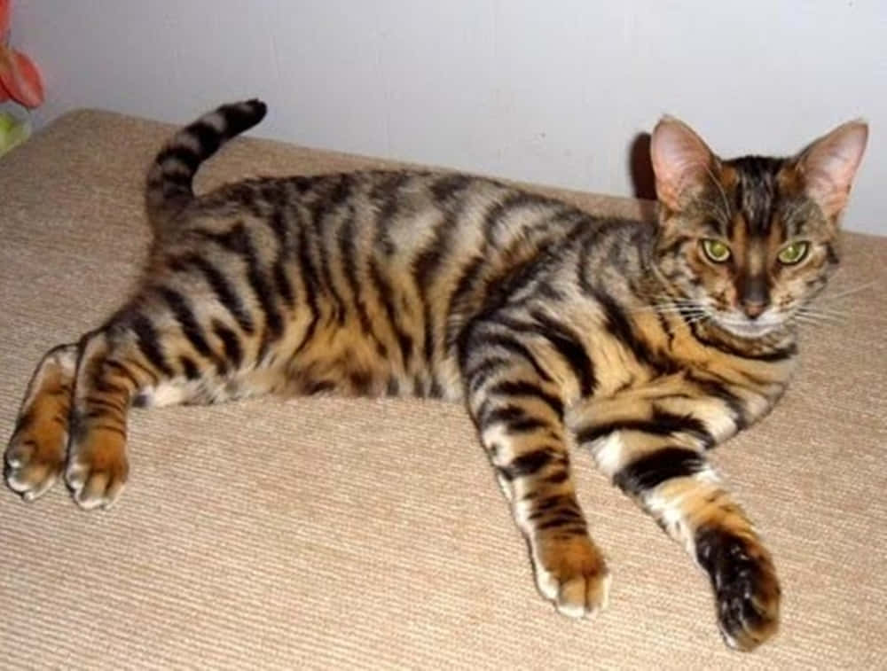 Toyger 桌布 壁紙 — 一隻線條流暢的虎斑貓，擁有引人注目的綠色眼睛，在米色地毯上放鬆休息。