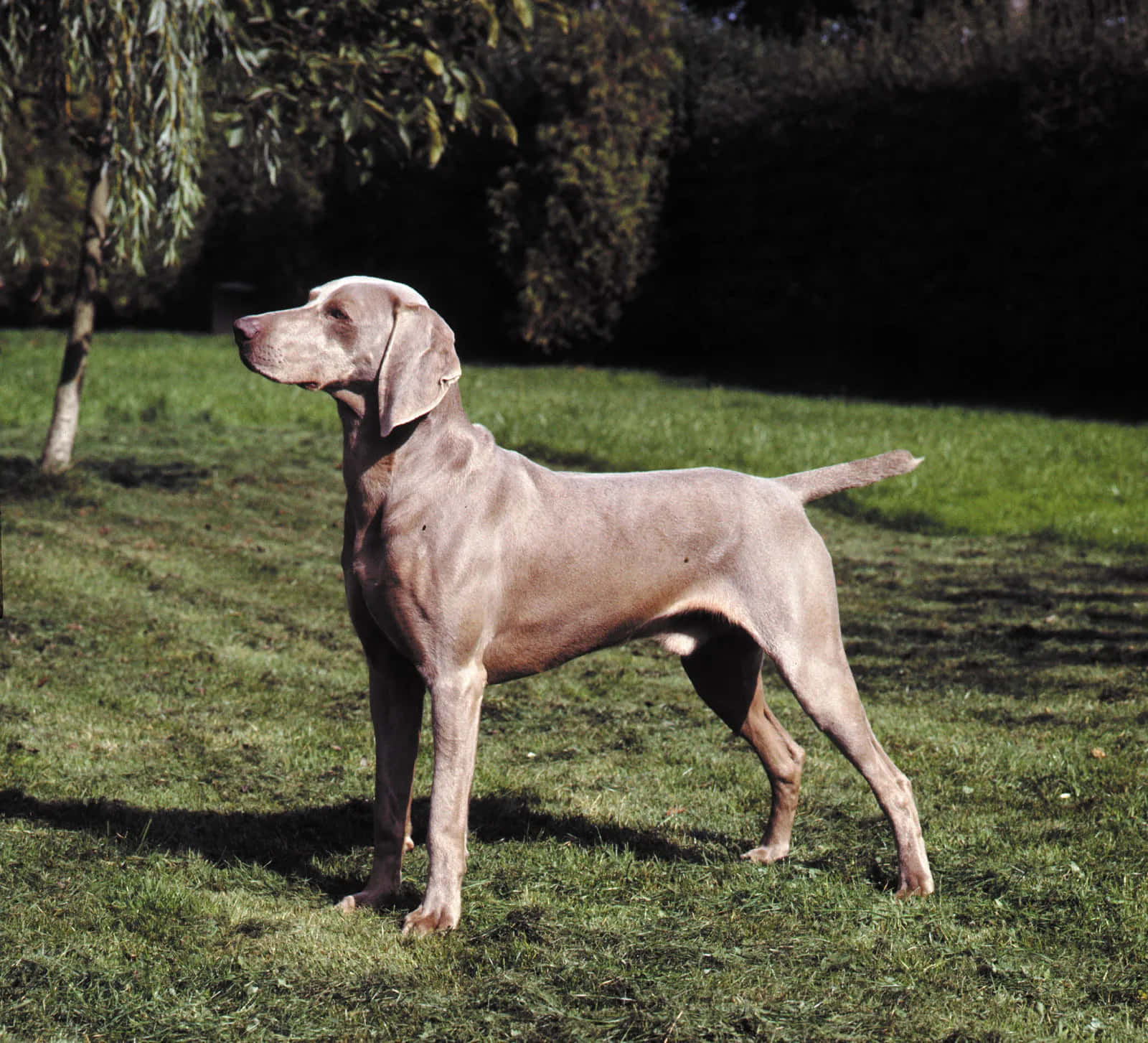 Weimaraner 桌布 壁紙 — 一隻線條流暢的銀色威瑪獵犬在陽光照耀的草地上警覺地站立，背景中的樹木和灌木呈現柔和的焦點。