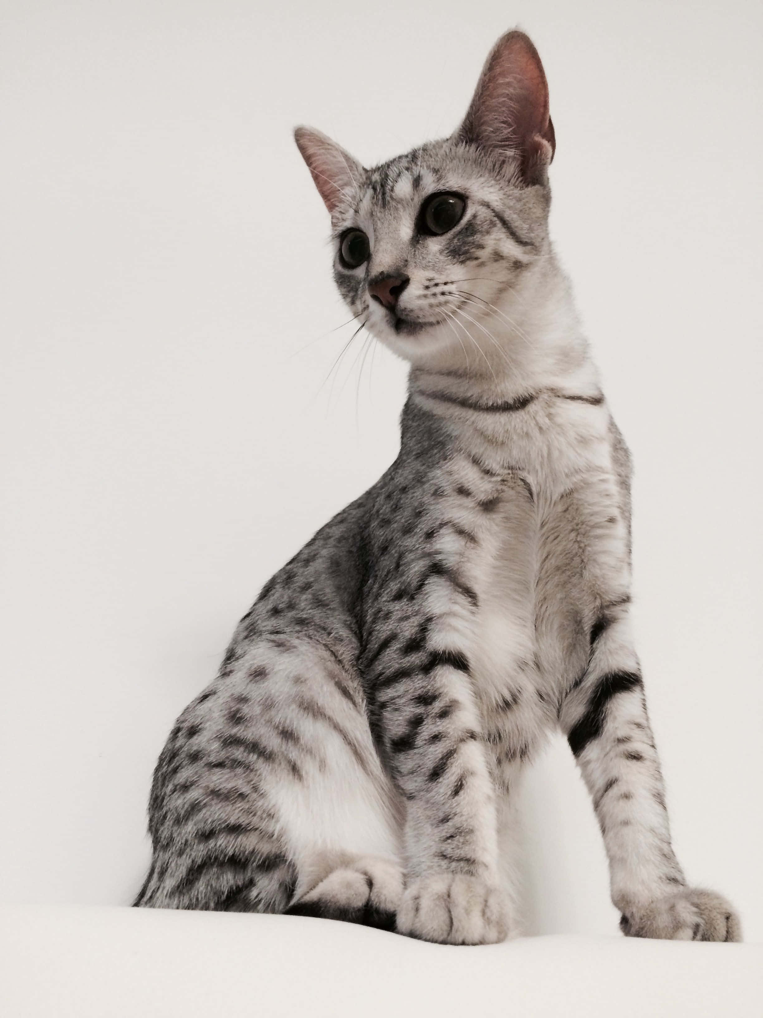 Egyptian Mau 桌布 壁紙 — 一隻線條流暢的銀色虎斑貓，擁有引人注目的深色眼睛，在純白背景前擺好姿勢坐著。