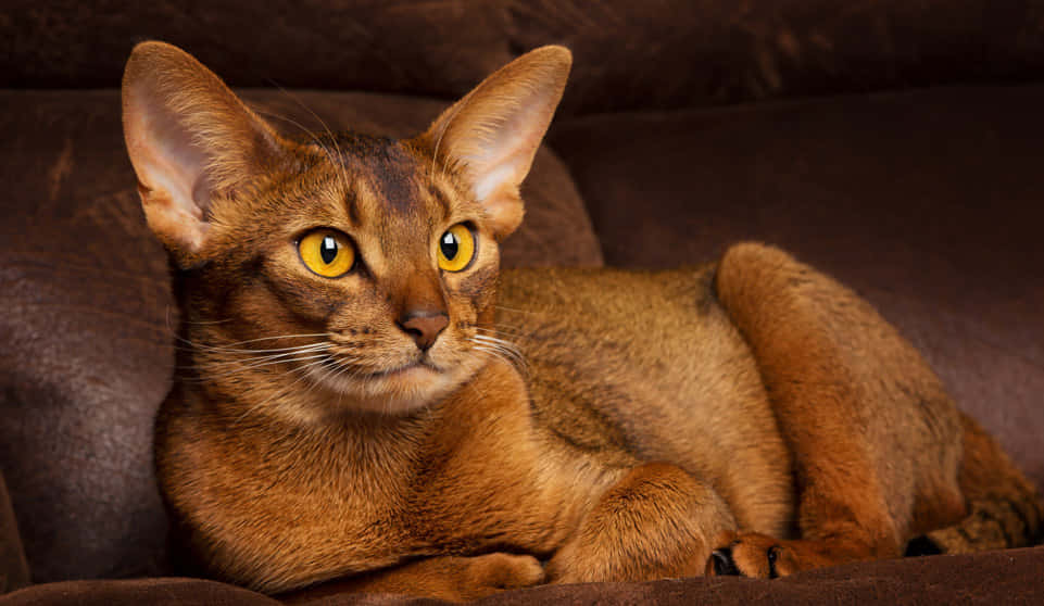 Abyssinian 桌布 壁紙 — 一隻線條流暢的阿比西尼亞貓，擁有引人注目的黃色眼睛，威嚴地躺在一張深棕色沙發上。