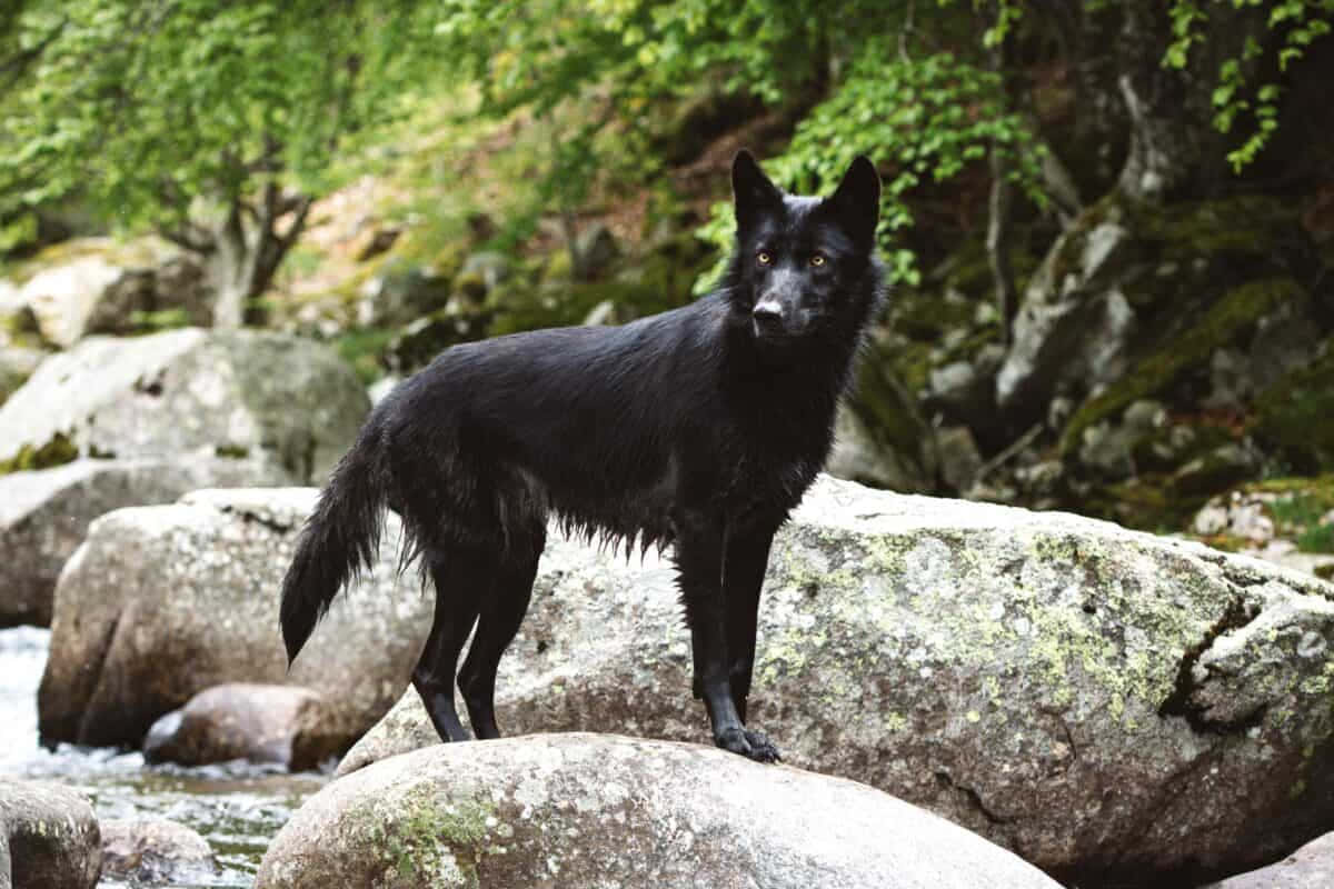 wolfdog 桌布 壁紙 — 一隻線條流暢的黑狼警覺地站在翠綠森林中溪流旁的苔蘚岩石上。