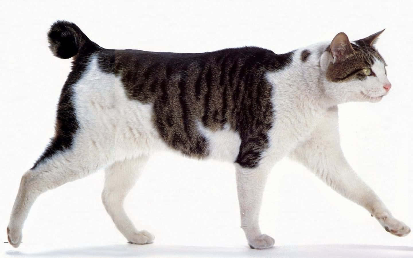 Japanese Bobtail 桌布 壁紙 — 一隻線條流暢的黑白貓，背部有獨特的條紋，在純白色背景上自信地行走。