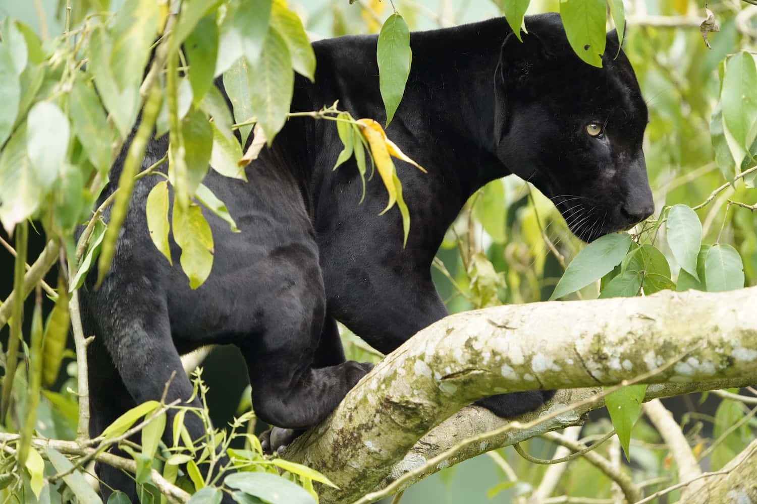 panther 桌布 壁紙 — 一隻線條流暢的黑豹警覺地棲息在長滿苔蘚的樹枝上，周圍環繞著充滿活力的綠色樹葉。
