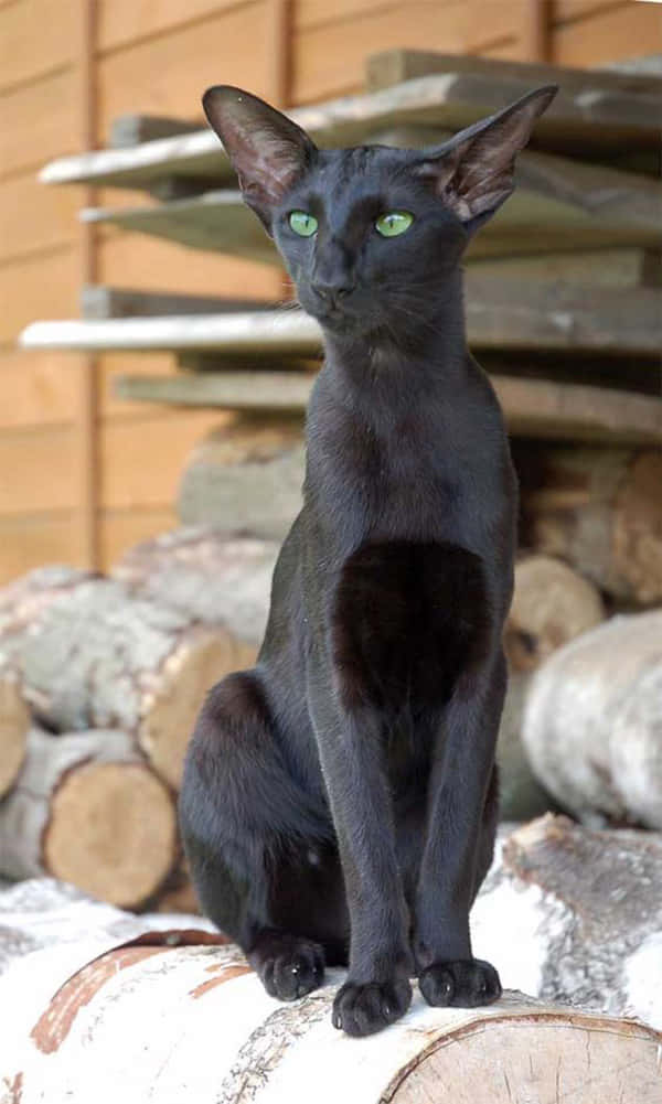 Oriental Shorthair 桌布 壁紙 — 一隻線條流暢的黑貓，擁有引人注目的綠色眼睛，優雅地坐在被堆疊木頭環繞的白樺木上。