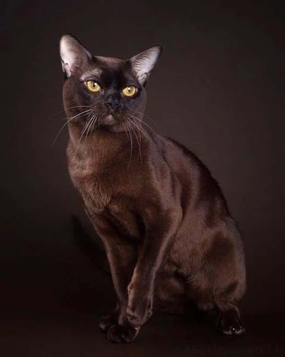 Burmese Cat 桌布 壁紙 — 一隻線條流暢的黑貓，擁有引人注目的金色眼睛，在黑暗背景下端坐，散發著高貴優雅和沉靜的強烈氣息。