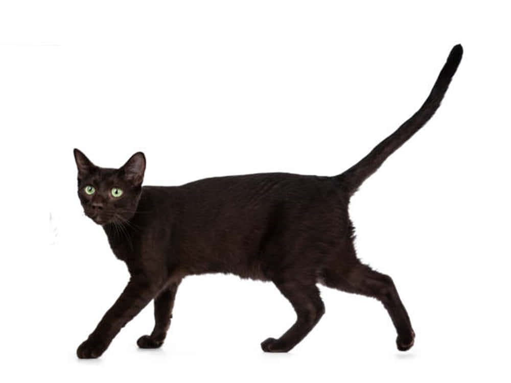 Havana Brown Cat 桌布 壁紙 — 一隻線條流暢的黑貓，擁有引人注目的綠色眼睛，在純白背景上自信地行走。