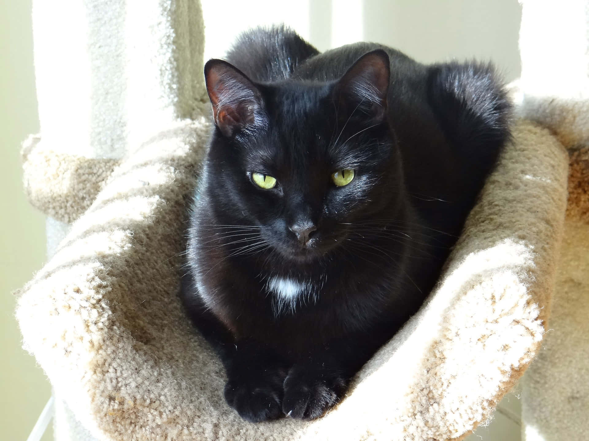 European Shorthair 桌布 壁紙 — 一隻線條流暢的黑貓，擁有發光的綠色眼睛，高貴地躺在一張毛絨米色的貓樹上，沐浴在柔和自然光中。