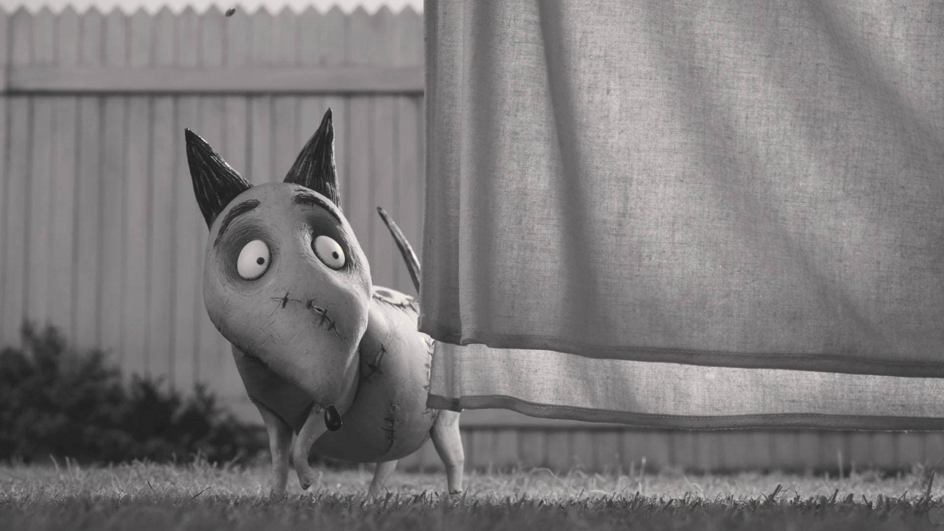 Frankenweenie 桌布 壁紙 — 一隻縫合的卡通狗在黑白後院場景中好奇地從窗簾後面偷看。