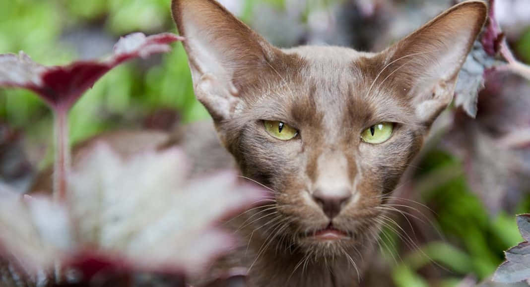 Havana Brown Cat 桌布 壁紙 — 一隻纖細的棕色貓咪，擁有引人注目的綠色眼睛，在花園中透過模糊的樹葉窺視的特寫。