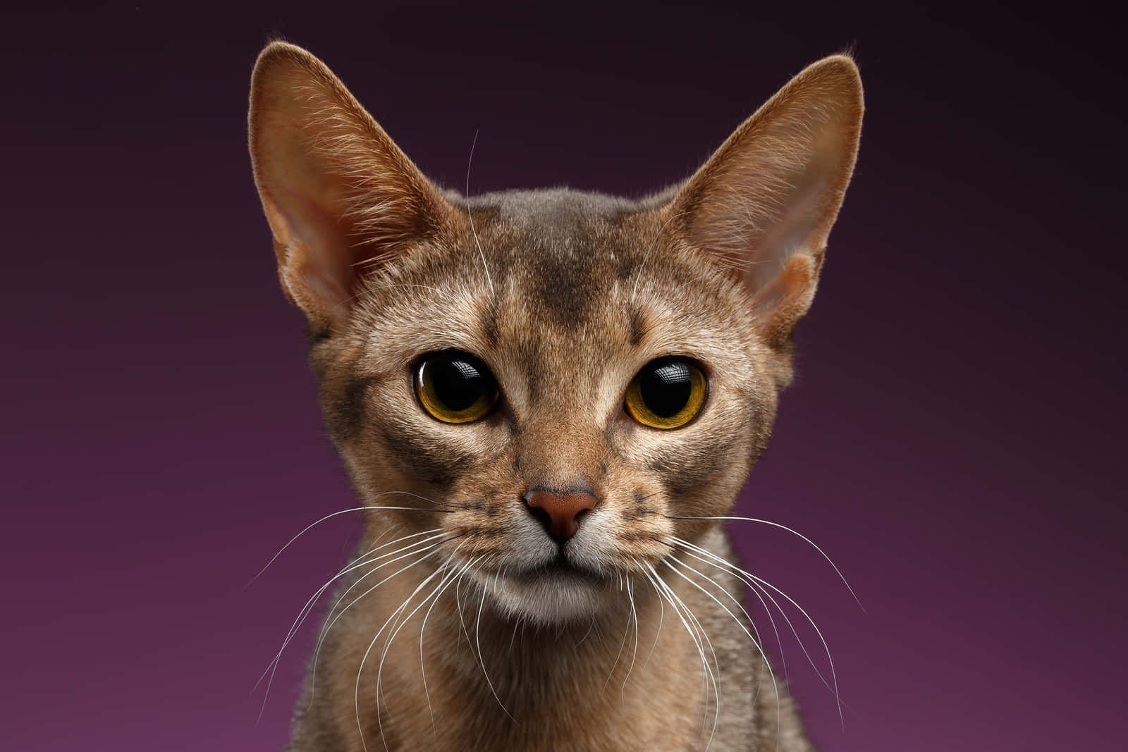 Abyssinian 桌布 壁紙 — 一隻纖細的棕色貓咪特寫，擁有琥珀色大眼睛，在深紫色漸層背景前凝視著。