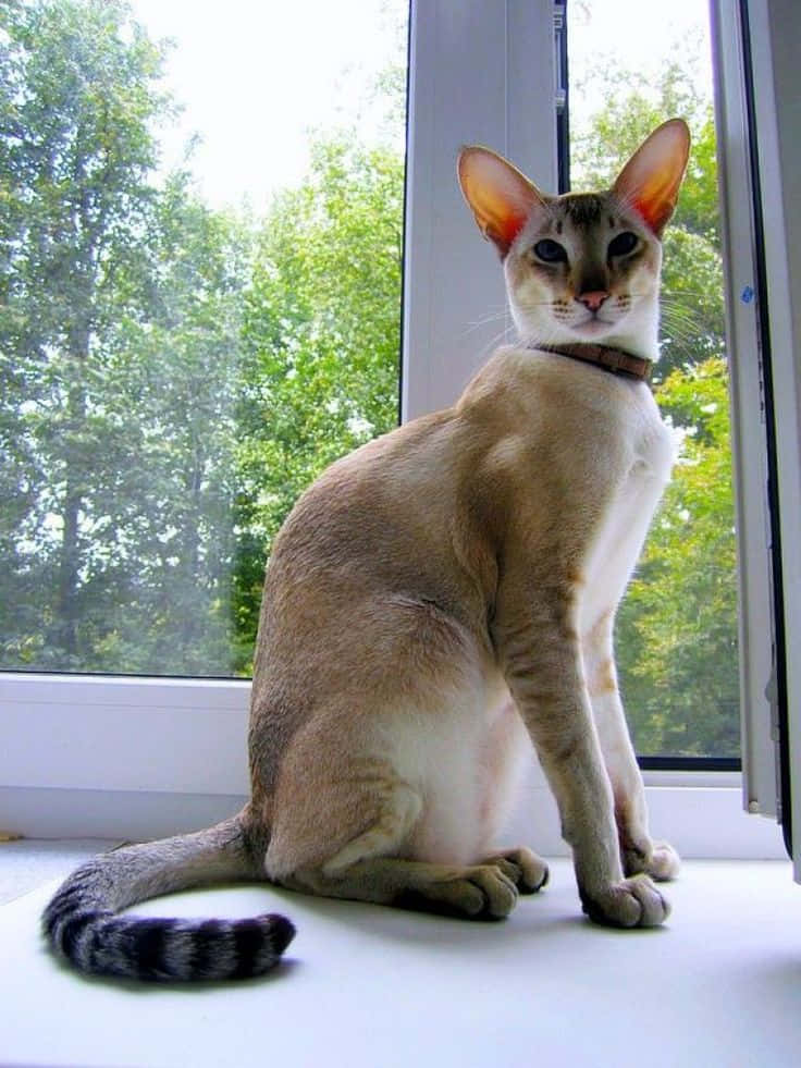 Oriental Shorthair 桌布 壁紙 — 一隻纖細的貓咪，有著大耳朵和條紋尾巴，端坐在窗台上，凝視著窗外沐浴在明亮日光下的茂密綠樹。