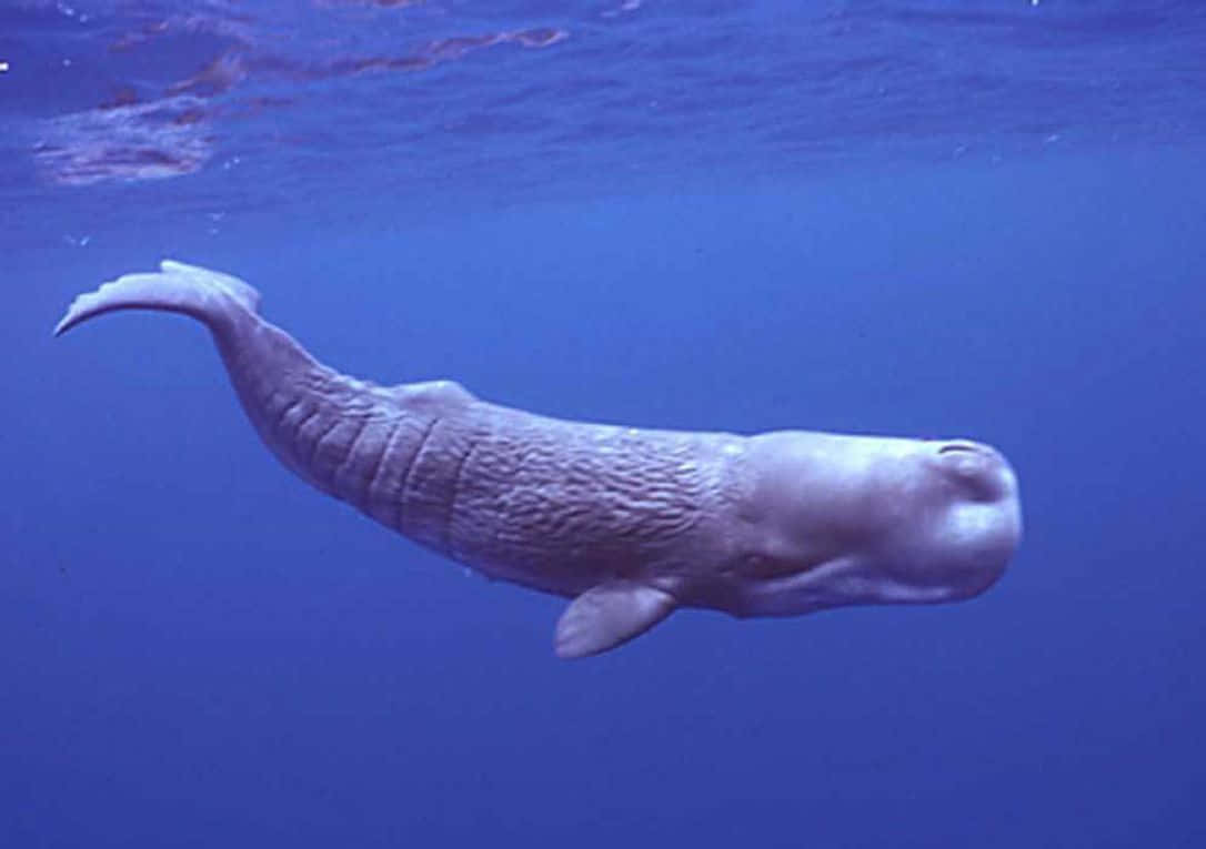 Sperm Whale 桌布 壁紙 — 一隻罕見的侏儒抹香鯨在深藍色海洋水面附近優雅地滑行。