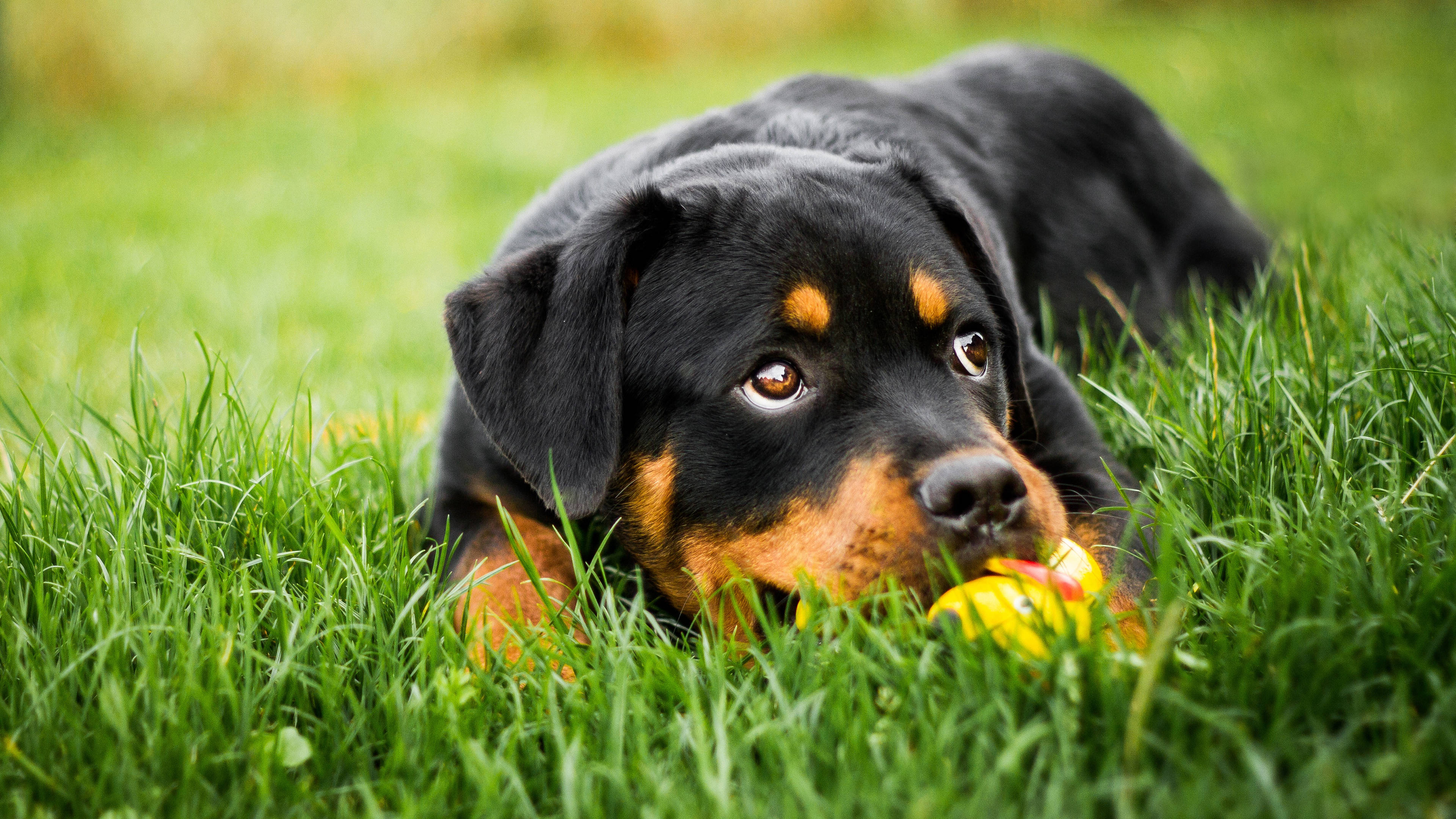 羅威那犬 桌布 壁紙 — 一隻羅威納幼犬躺在充滿活力的綠色草地上，嘴裡叼著一個黃色球，眼神柔和專注。