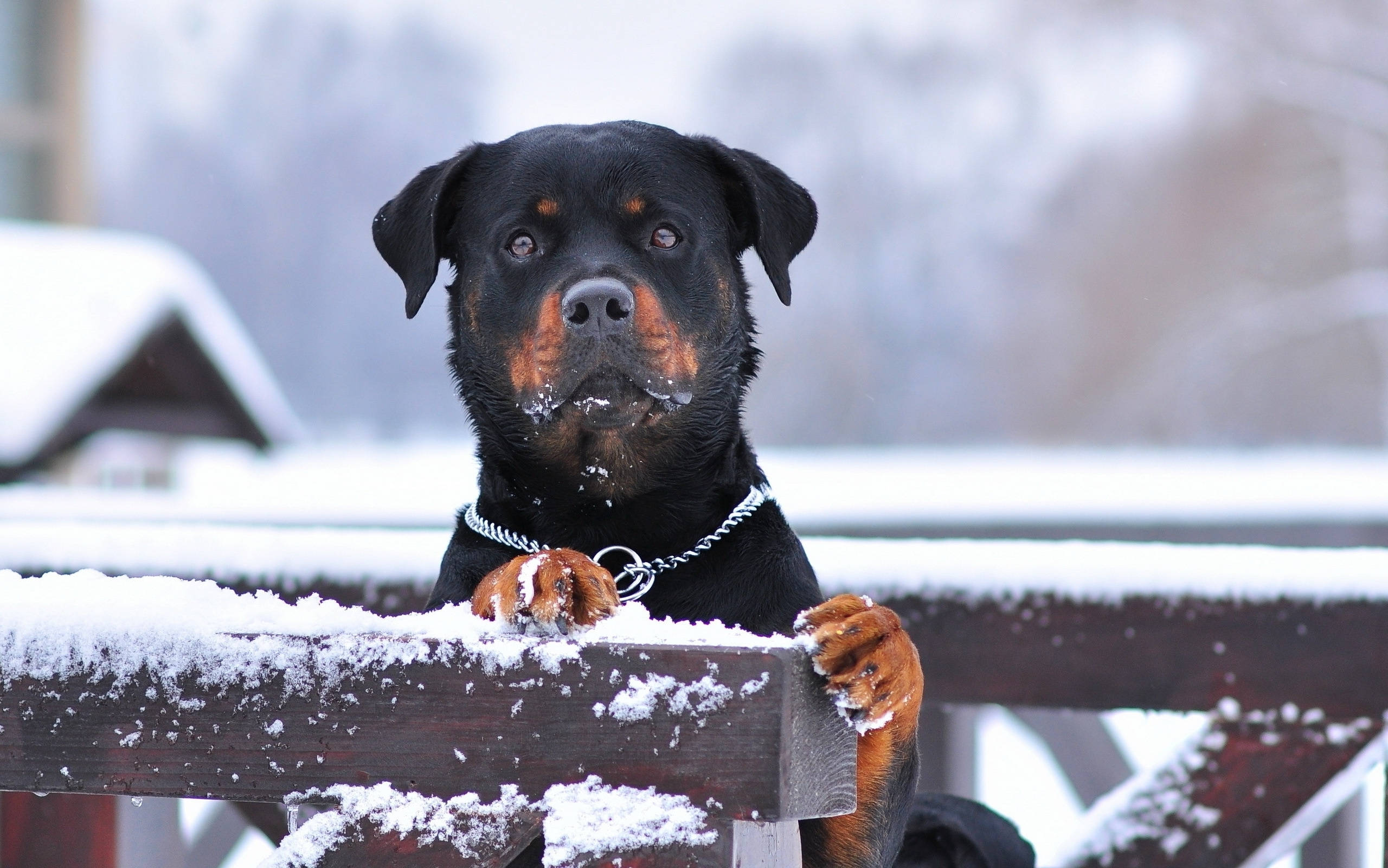 羅威那犬 桌布 壁紙 — 一隻羅威納犬，爪子和口鼻上沾著雪，在冬天好奇地從灑滿雪的木柵欄上方窺視。