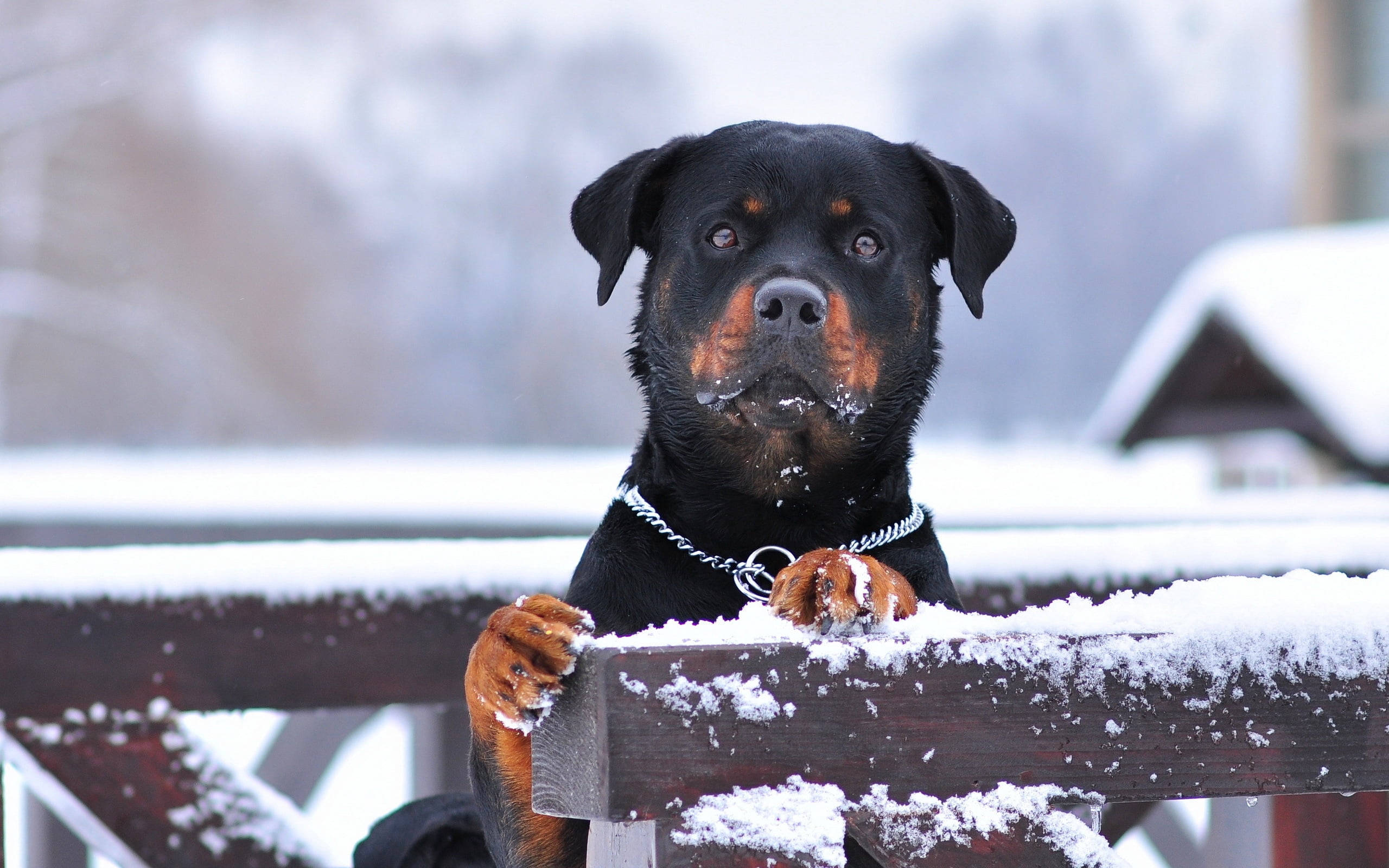 Cute Winter 桌布 壁紙 — 一隻羅威納犬爪子上有雪，越過灑滿雪的木柵欄窺視，冬日場景。
