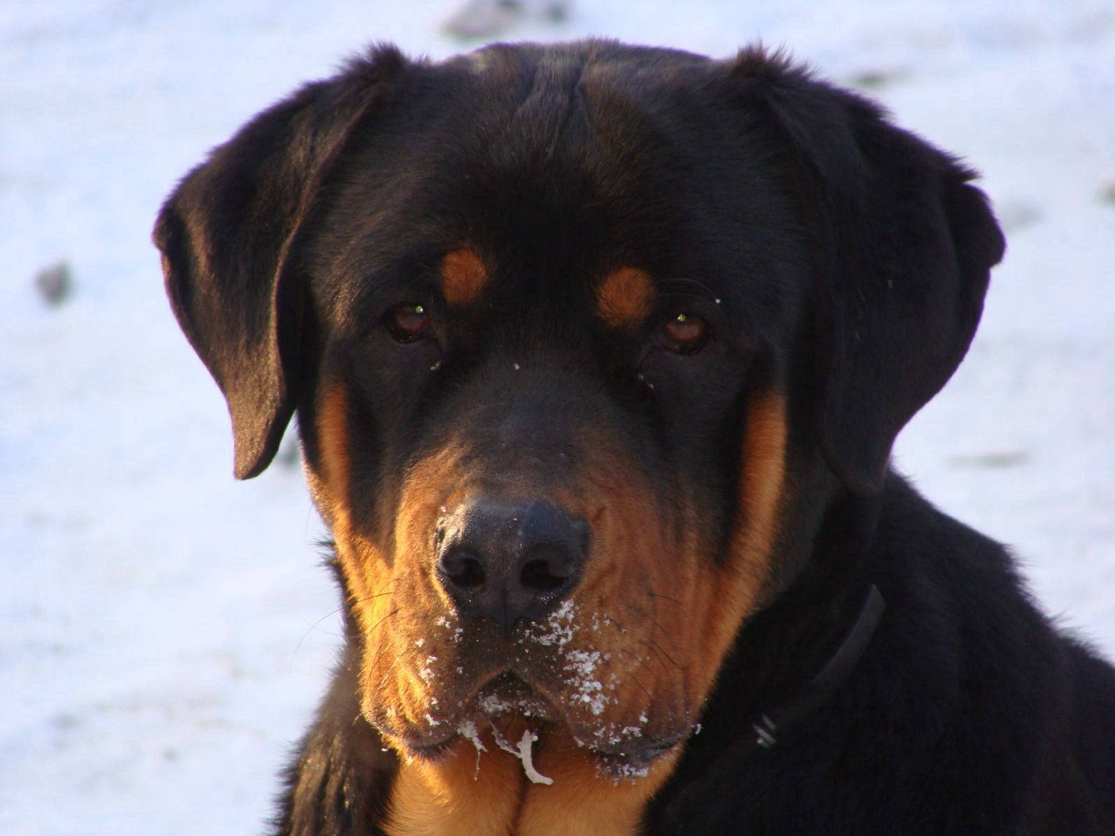 傷心 桌布 壁紙 — 一隻羅威納犬的近距離特寫，鼻子上有雪，在雪景背景下平靜地凝視著相機。