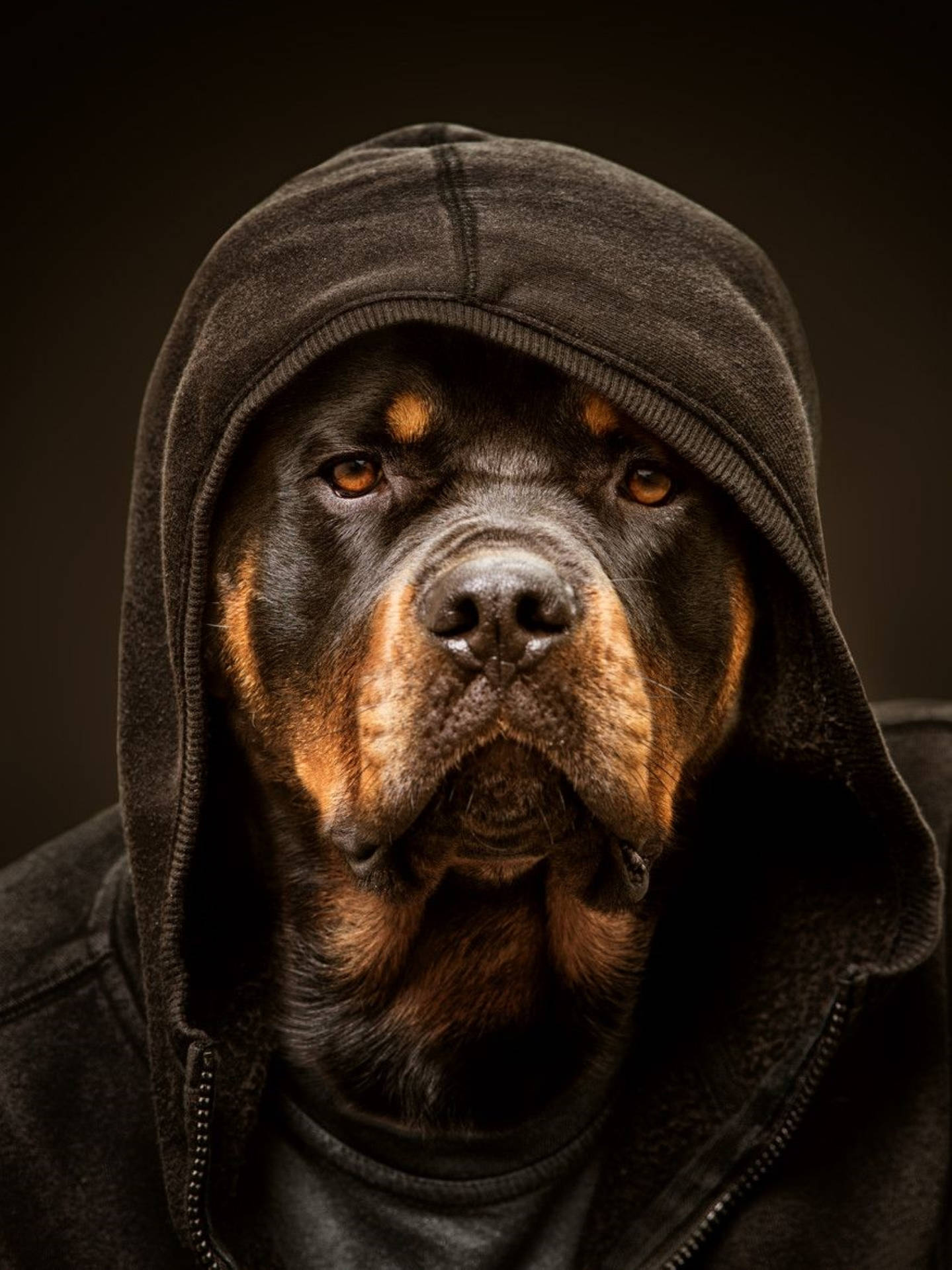羅威那犬 桌布 壁紙 — 一隻羅威納犬穿著深色連帽衫，其銳利的目光和皺巴巴的臉在戲劇性的工作室燈光下被捕捉。