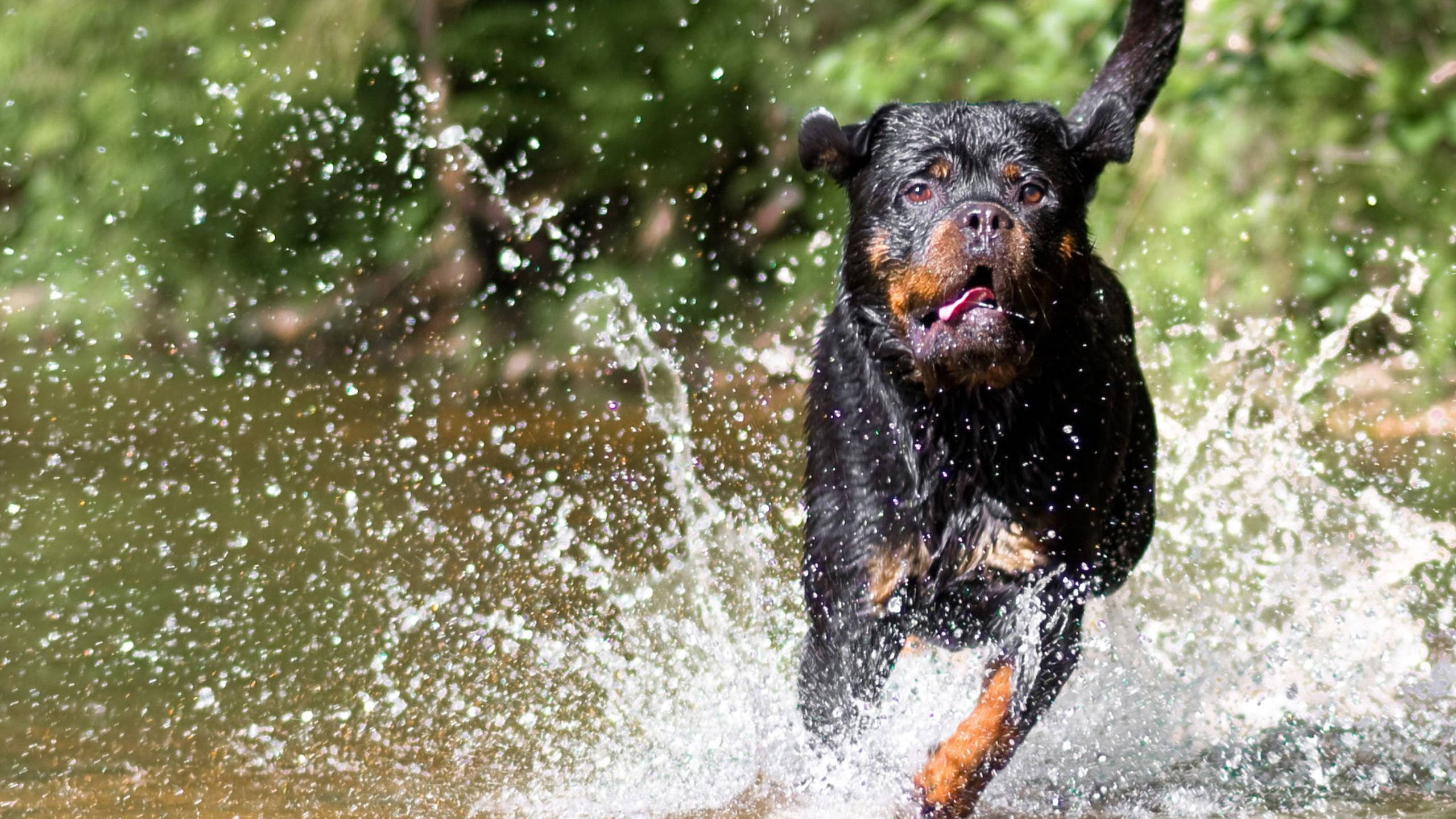 羅威那犬 桌布 壁紙 — 一隻羅威那犬跳過淺水，濺起戲劇性的水花，前爪抬起，舌頭伸出。