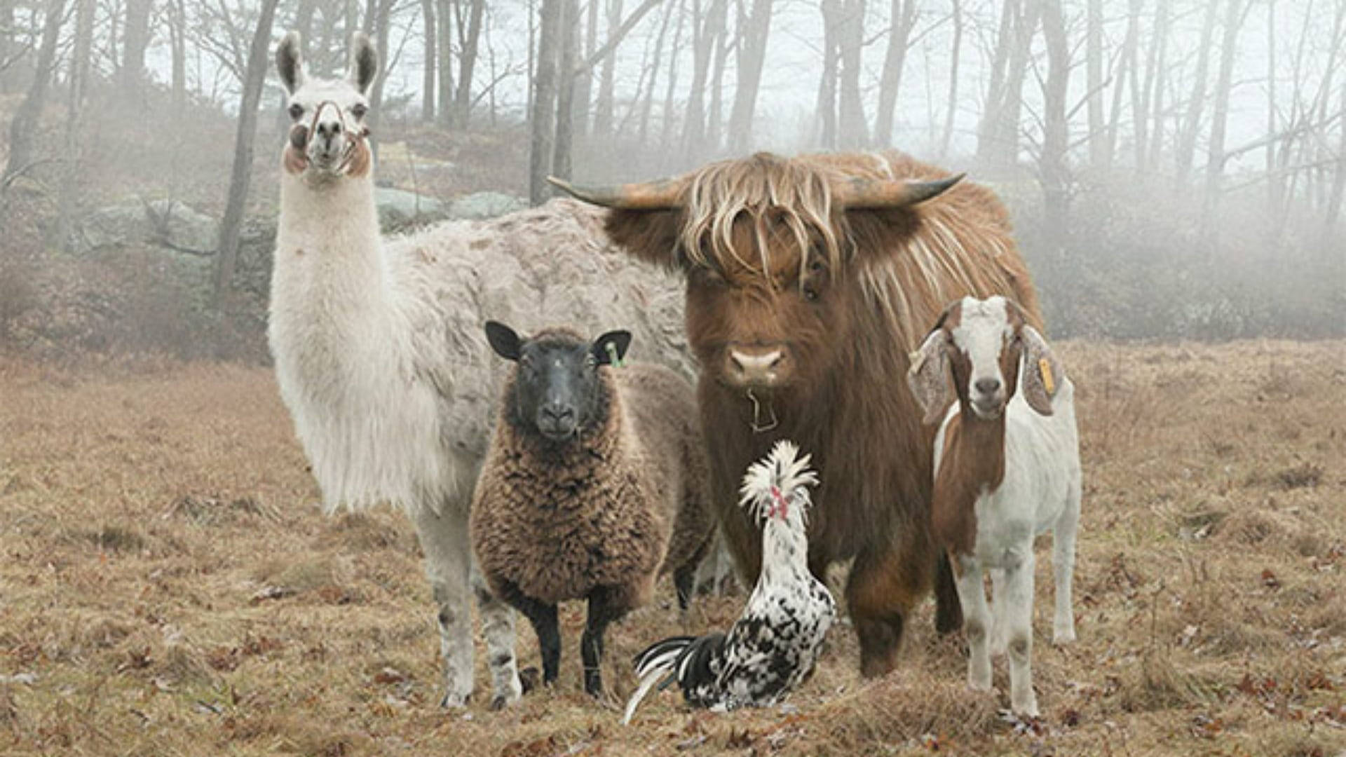 farm animals 桌布 壁紙 — 一隻羊駝、綿羊、高地牛、山羊和公雞一起站在霧氣瀰漫的樹林田野中。