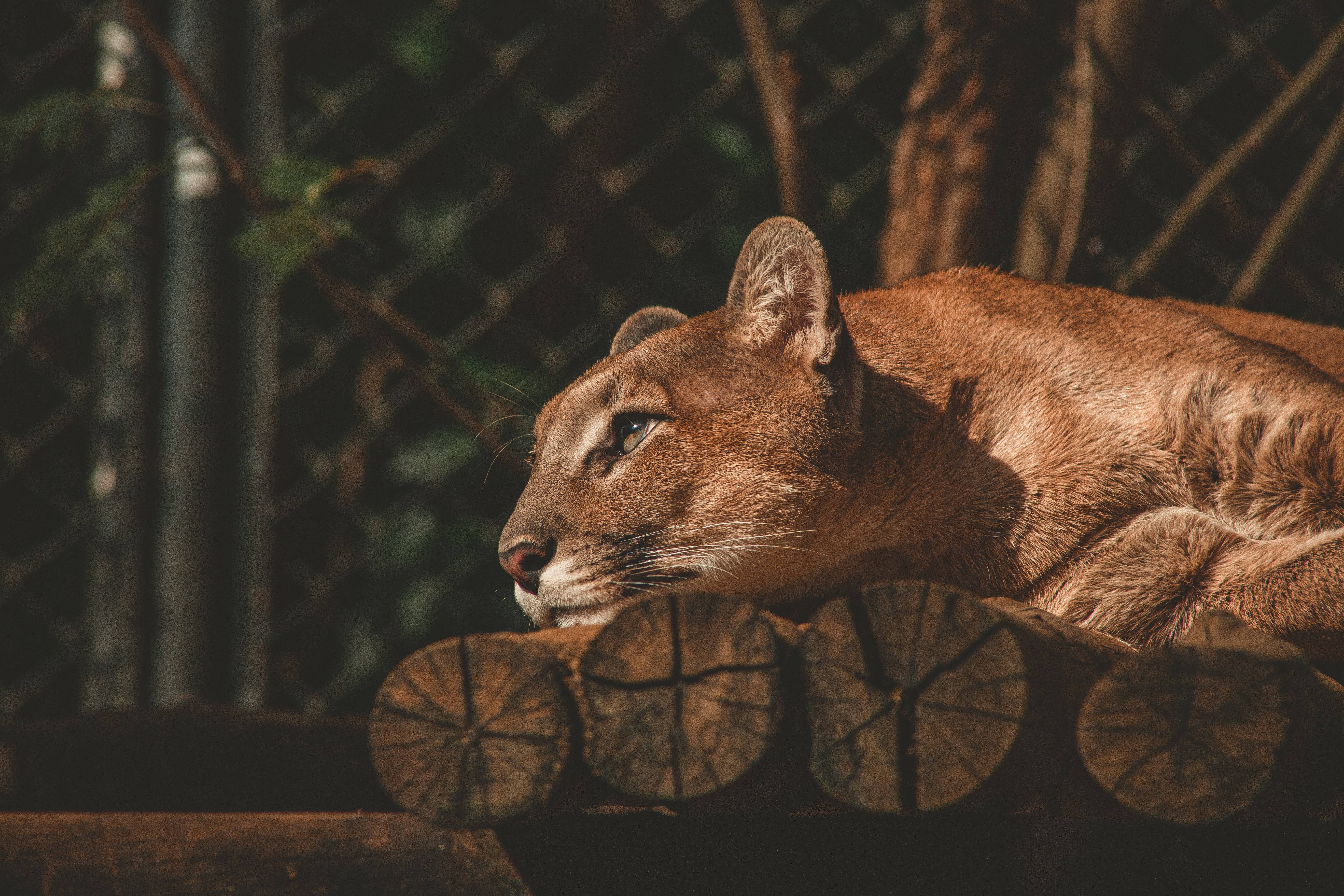 動物 桌布 壁紙 — 一隻美洲獅在陽光普照的圍欄內的木頭上平靜地休息，背景是鐵絲網圍欄。