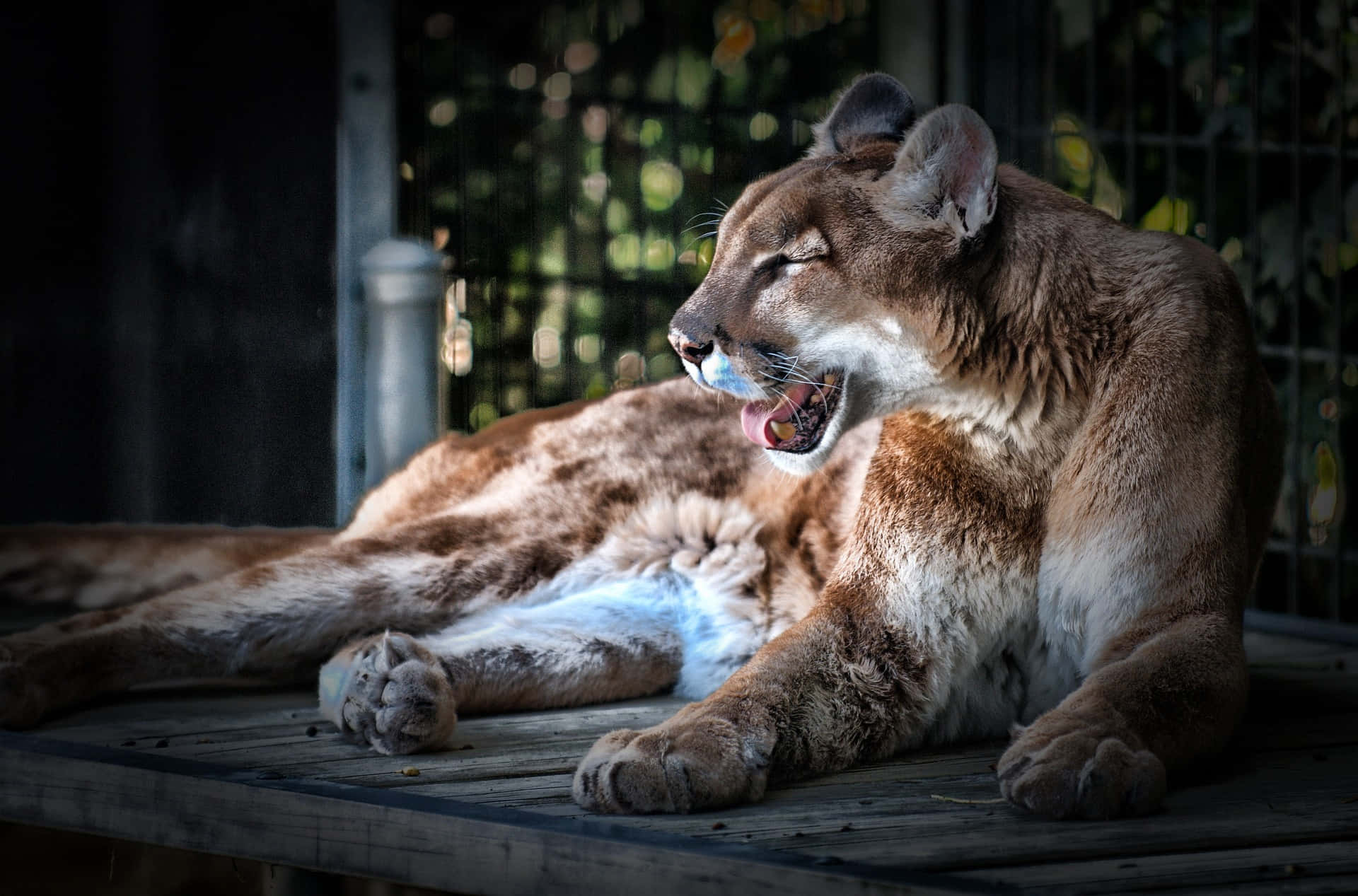 動物 桌布 壁紙 — 一隻美洲獅在陽光普照的圍欄內躺在木製平台上打呵欠，嘴巴張得很大。