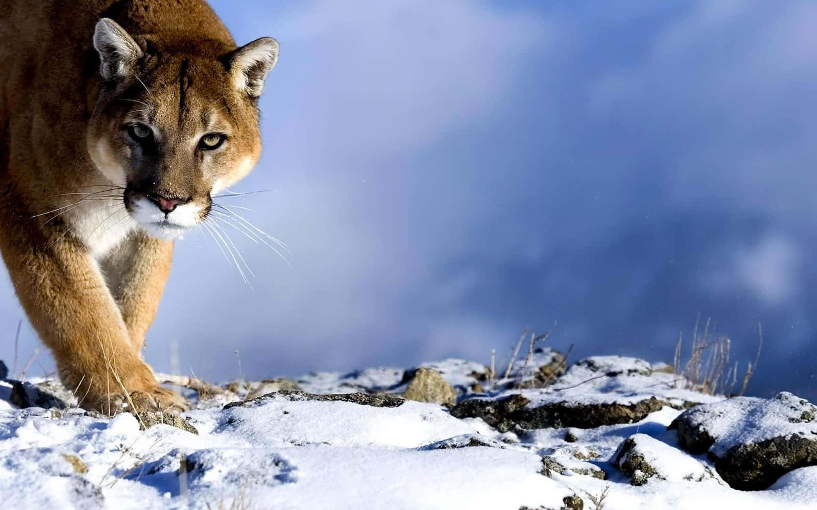 Puma 桌布 壁紙 — 一隻美洲獅在雪地中大步前行，專注地對著多雲的冬日天空。