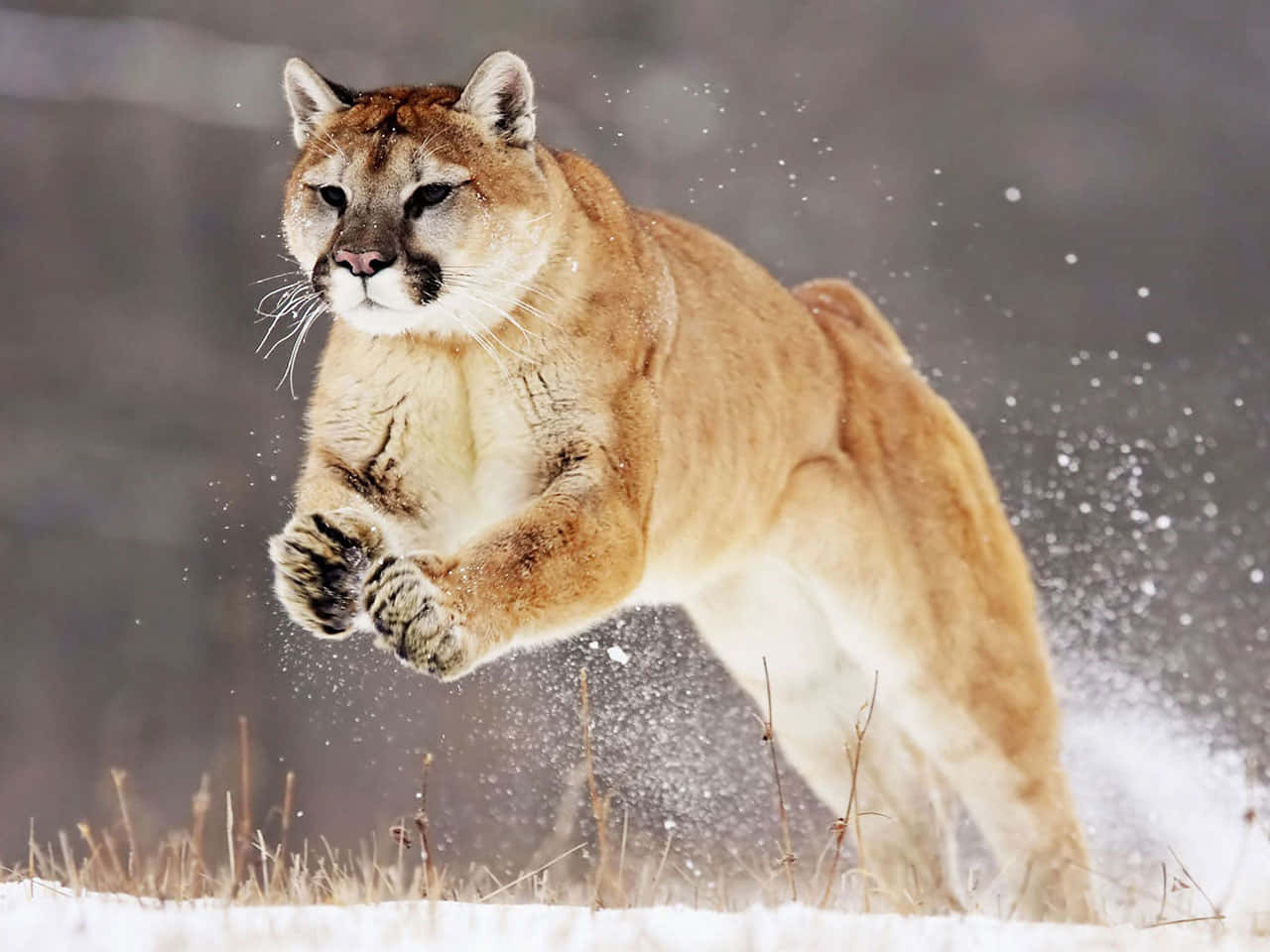 Puma 桌布 壁紙 — 一隻美洲獅在飄雪中強力躍起，雪花在牠的爪子周圍爆開。
