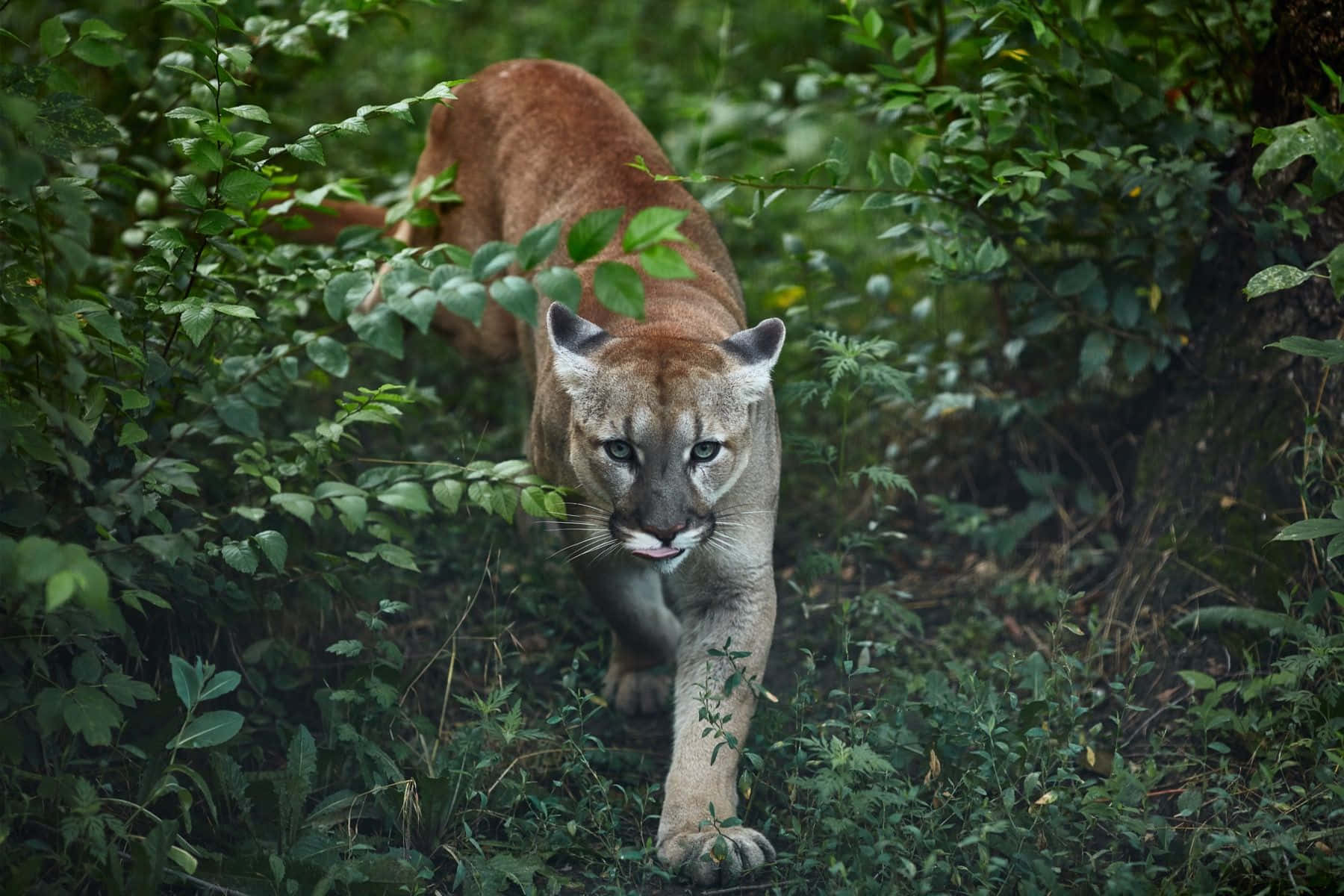動物 桌布 壁紙 — 一隻美洲獅從茂密的綠色樹葉中出現，在森林環境中雙眼專注地向前凝視。