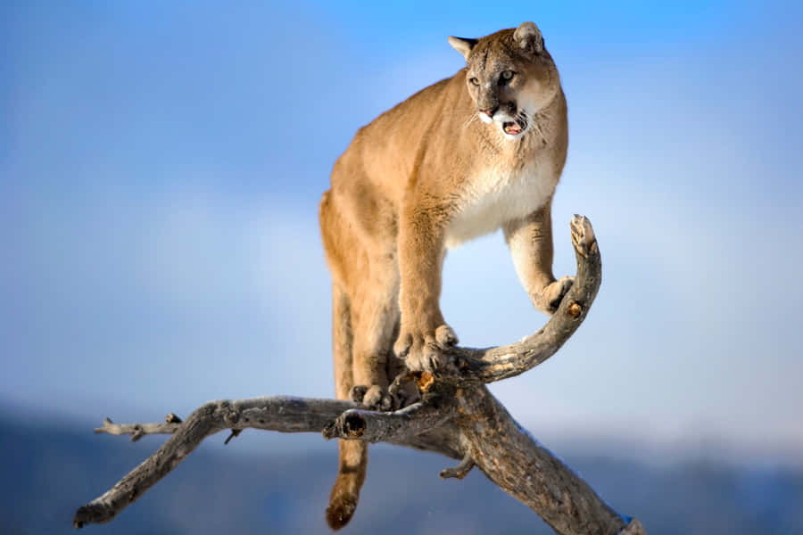 Puma 桌布 壁紙 — 一隻美洲獅站在彎曲的樹枝上，背景是晴朗的藍天和遠處的山脈。