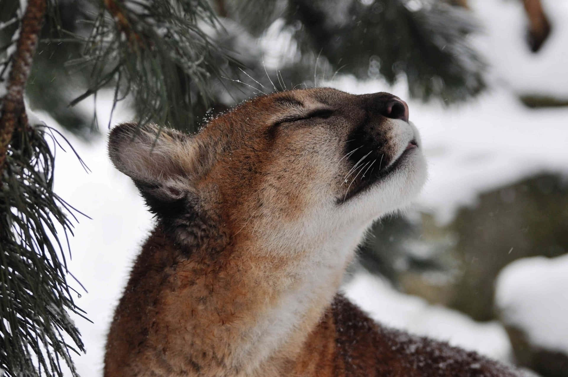  壁紙 — 一隻美洲獅閉上眼睛，頭向後傾，享受雪花飄落在白雪覆蓋的松樹林中。