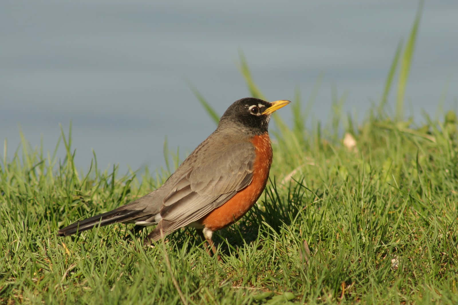 robin 桌布 壁紙 — 一隻美洲知更鳥在柔和日光下，警覺地站在平靜水域旁邊的鮮綠色草地上。