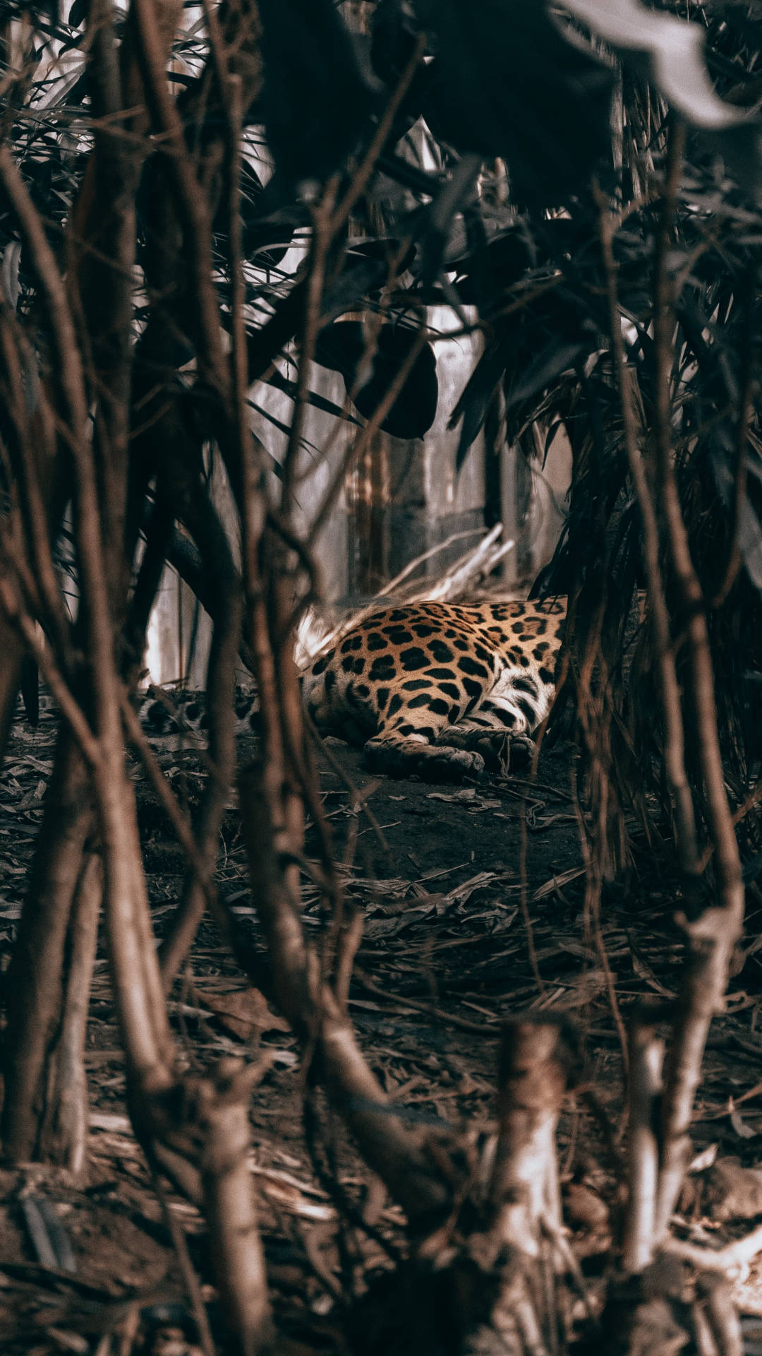 動物 桌布 壁紙 — 一隻美洲豹偽裝在茂密的叢林樹葉中休息，帶有斑駁的陰影和大地色調。