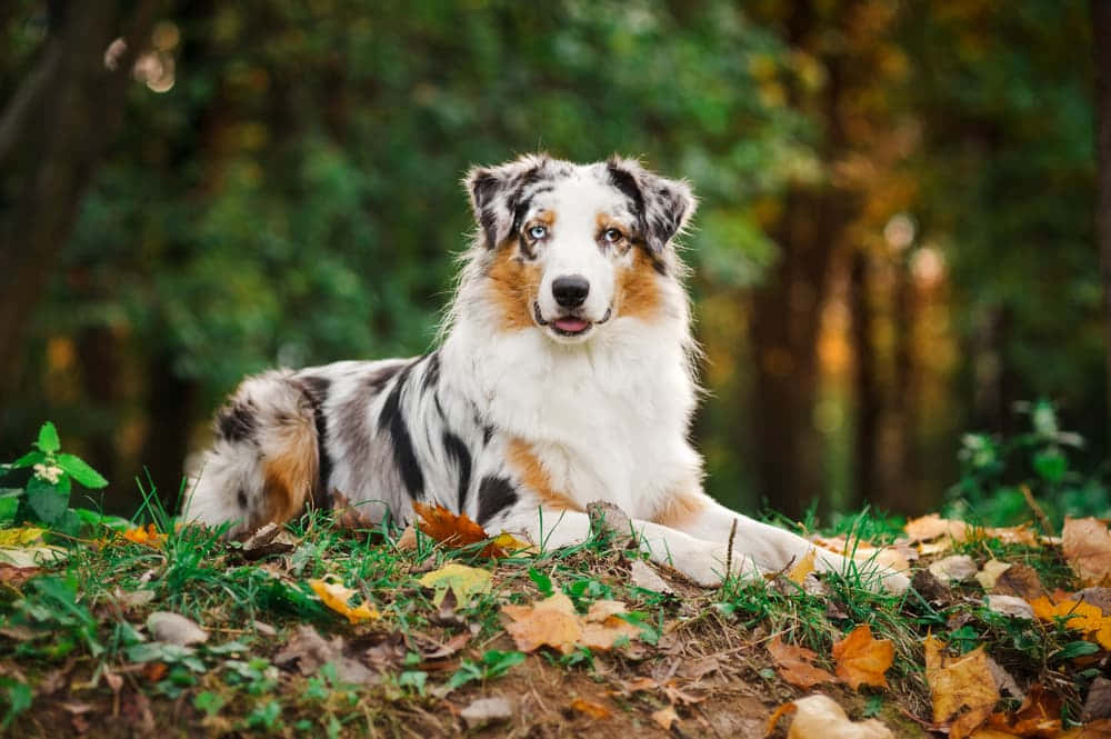 狗 桌布 壁紙 — 一隻美麗的梅爾色澳洲牧羊犬在陽光明媚的森林中，躺在落葉間的草地上休息。