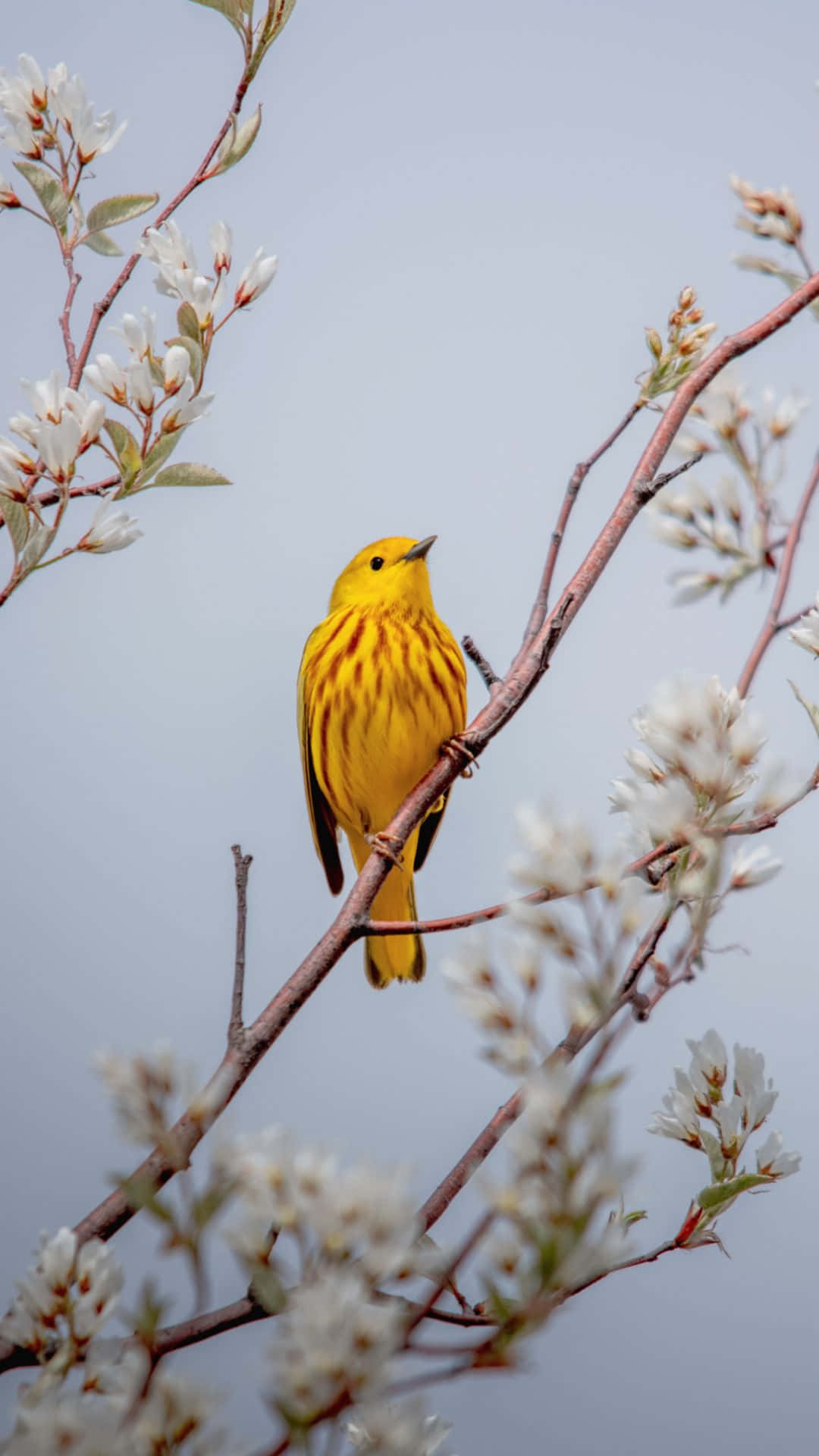 Yellow Bird 桌布 壁紙 — 一隻羽毛帶有條紋的鮮黃色鳥兒棲息在點綴著精緻白花的樹枝上，背景是柔和的灰色天空。