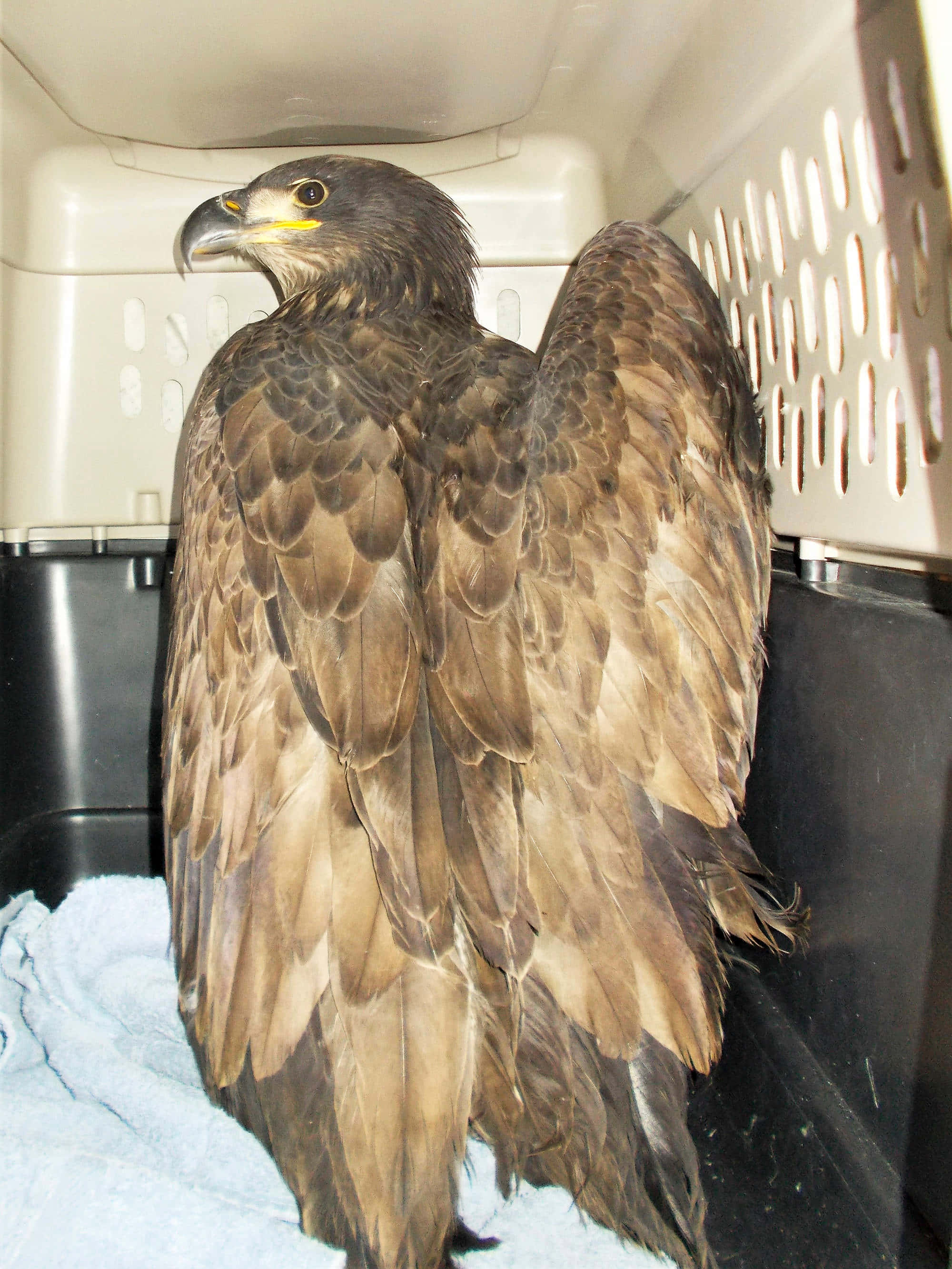 Young Eagle 桌布 壁紙 — 一隻羽毛細節豐富的雄偉棕色老鷹，警覺地站在一個鋪有藍色毛巾的白色塑膠運輸箱內。
