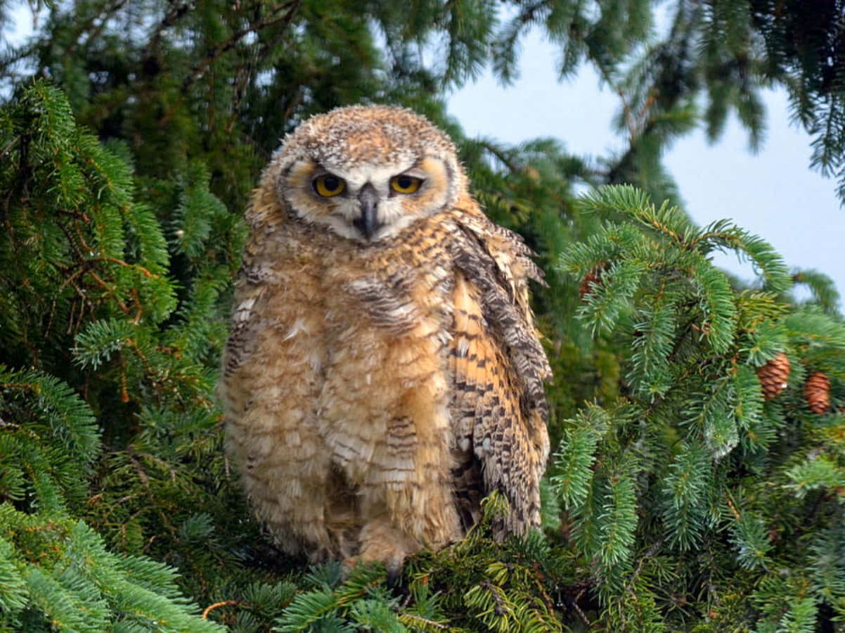 Baby Owl 桌布 壁紙 — 一隻羽毛蓬鬆的褐色幼年大角鴞警覺地棲息在鮮綠色的松針和松果之間。