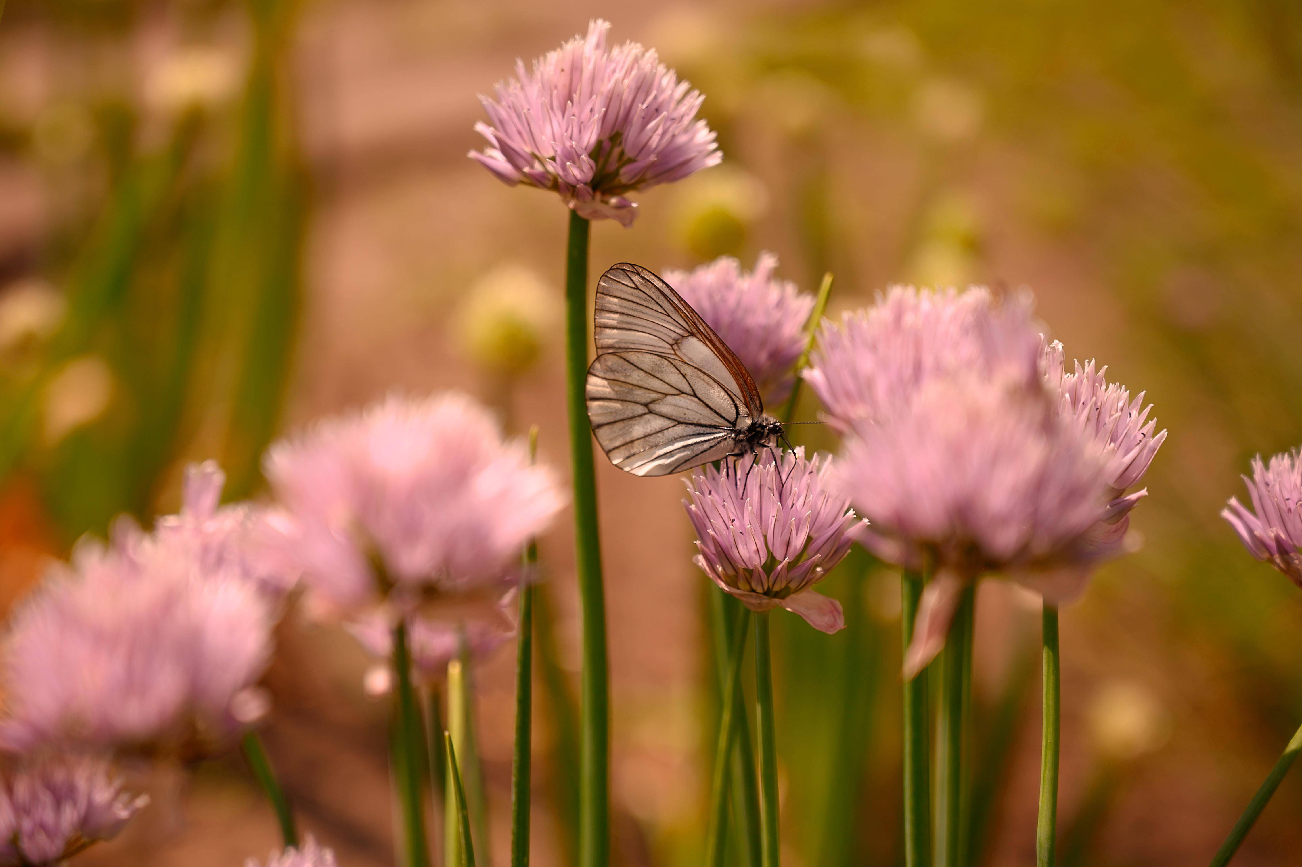 Beautiful Butterfly 桌布 壁紙 — 一隻翅膀半透明的精緻蝴蝶，棲息在陽光花園中一朵柔軟的粉紅色細香蔥花上。