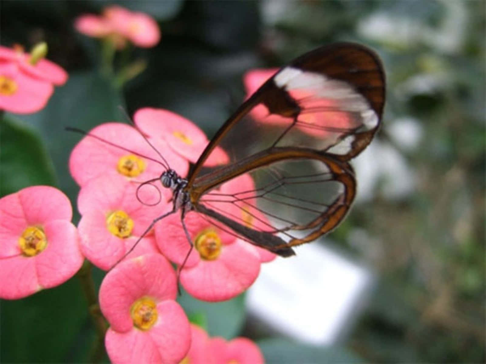 Butterfly Photos 桌布 壁紙 — 一隻翅膀透明、邊緣呈棕色的玻璃翼蝴蝶，輕盈地停駐在帶有黃色花心的鮮粉紅色花朵上。