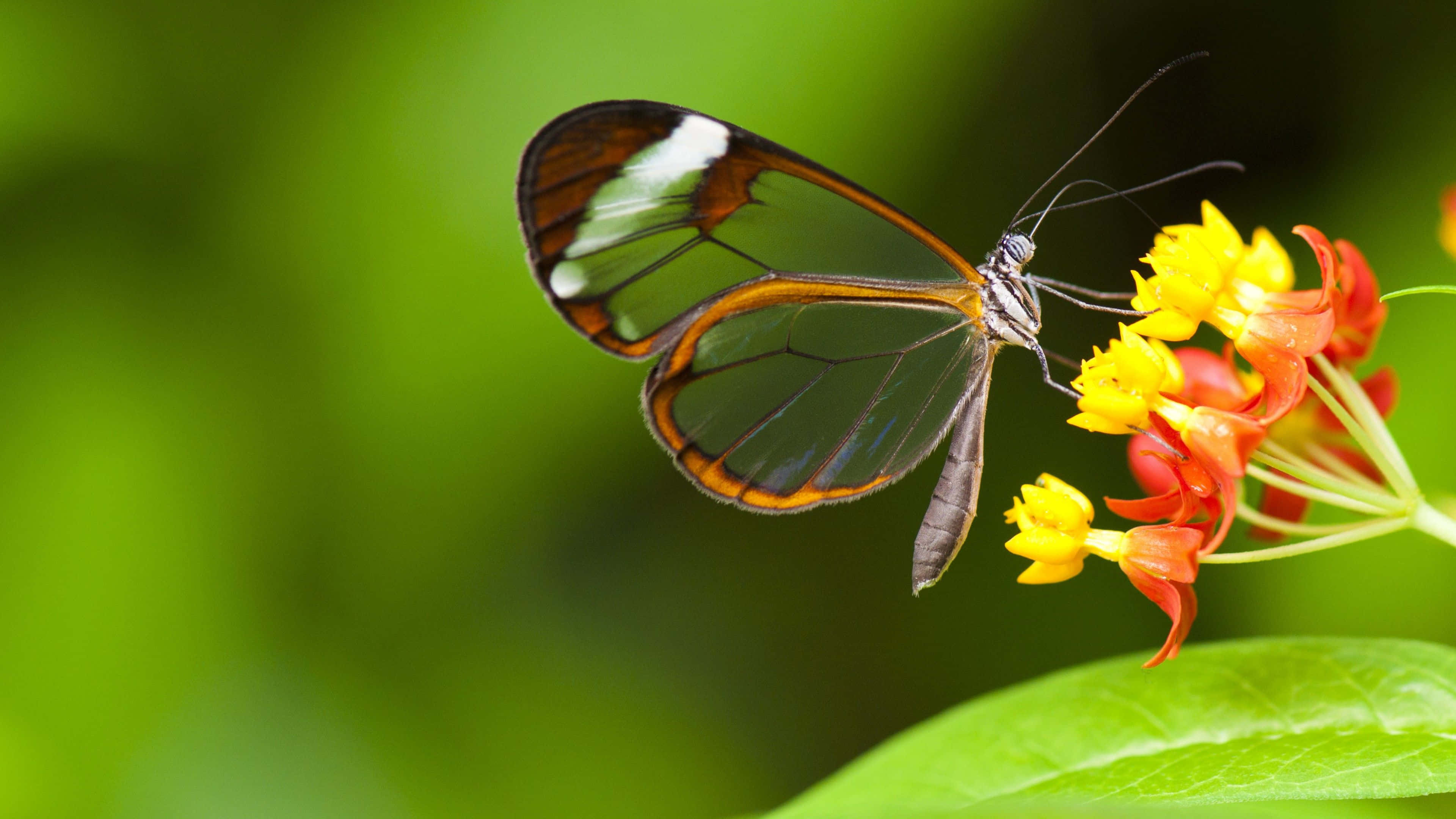 Butterfly Photography 桌布 壁紙 — 一隻翅膀透明、邊緣橙色的玻璃翼蝴蝶，輕盈地停駐在鮮黃和鮮橙色的花朵上，背景是翠綠的植物。