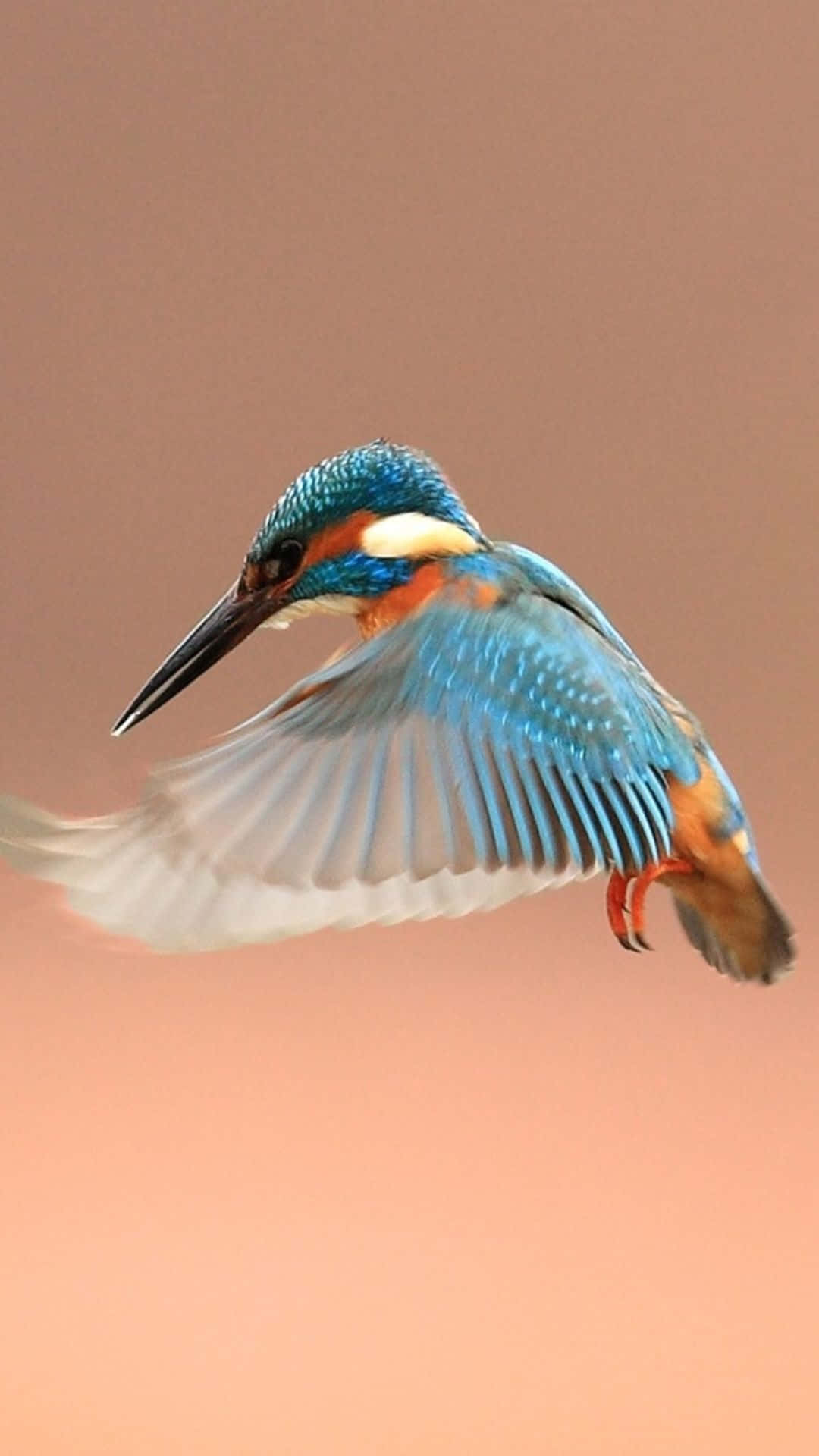 Bird iPhone 桌布 壁紙 — 一隻翠鳥在飛行中，翅膀因運動而模糊，背景為柔和的桃色。