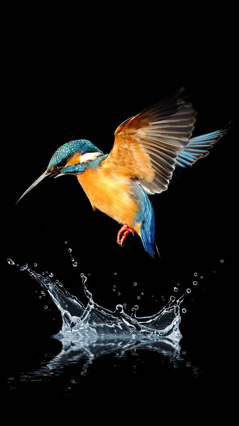 Splash Water 桌布 壁紙 — 一隻翠鳥正在飛行，翅膀展開，俯衝向水面，在黑色背景上濺起閃閃發光的水花。