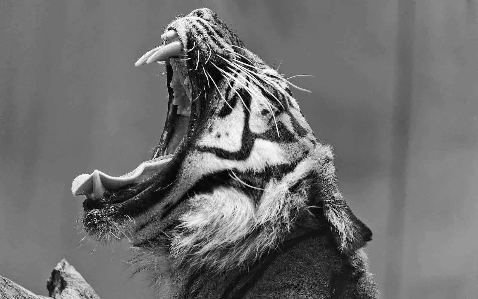 Black And White Animal 桌布 壁紙 — 一隻老虎在模糊背景前打哈欠，露出尖銳牙齒和鬍鬚的黑白特寫。
