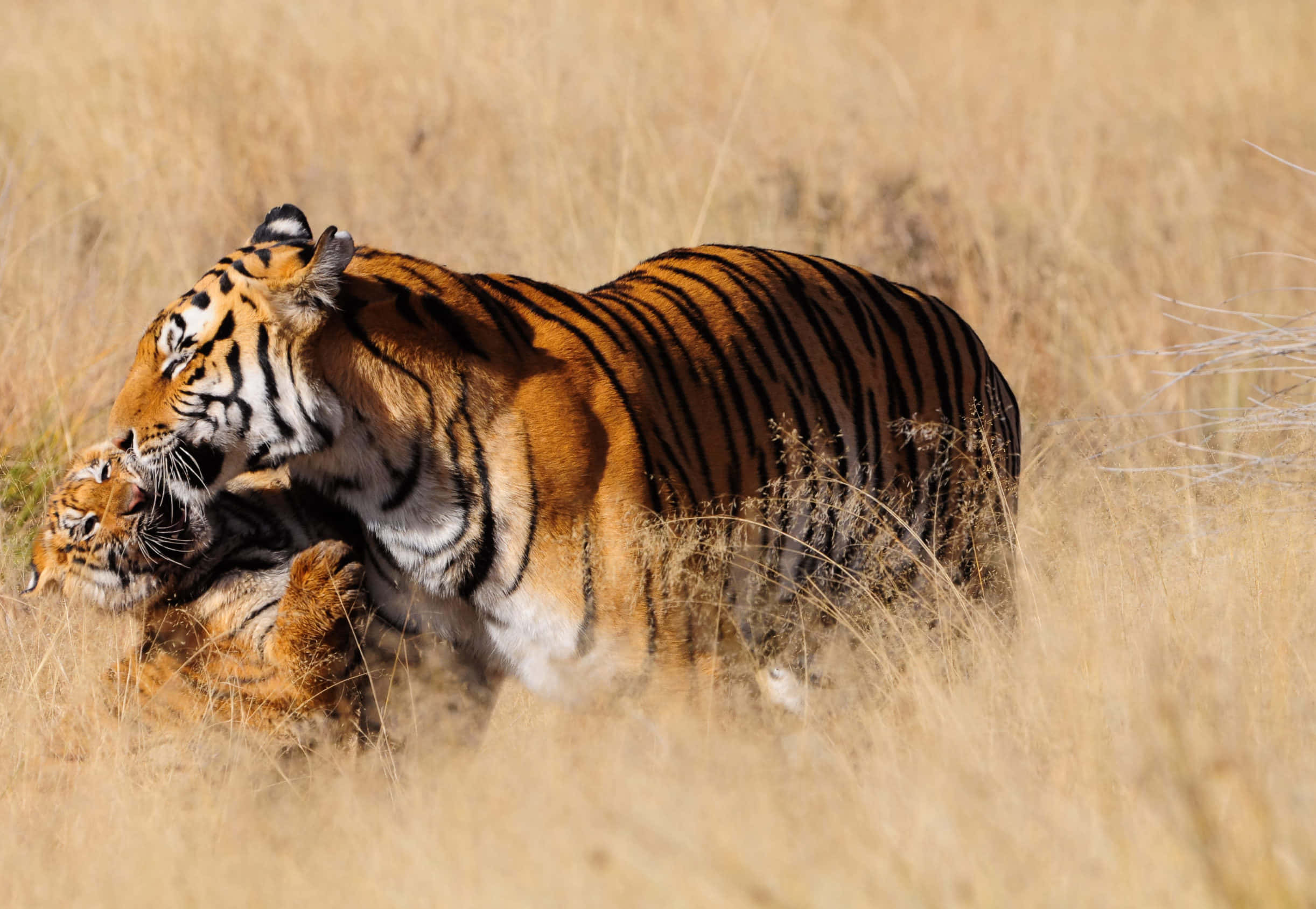Bengal Tiger 桌布 壁紙 — 一隻老虎媽媽在明亮的陽光下，於高高的金色草叢中溫柔地蹭著她的幼崽。