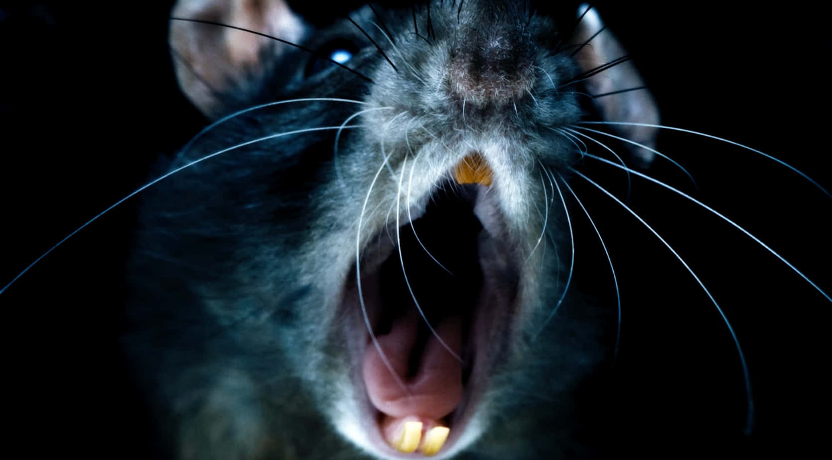 Rat 桌布 壁紙 — 一隻老鼠的特寫照片，眼睛發光，露出牙齒，背景為黑色。