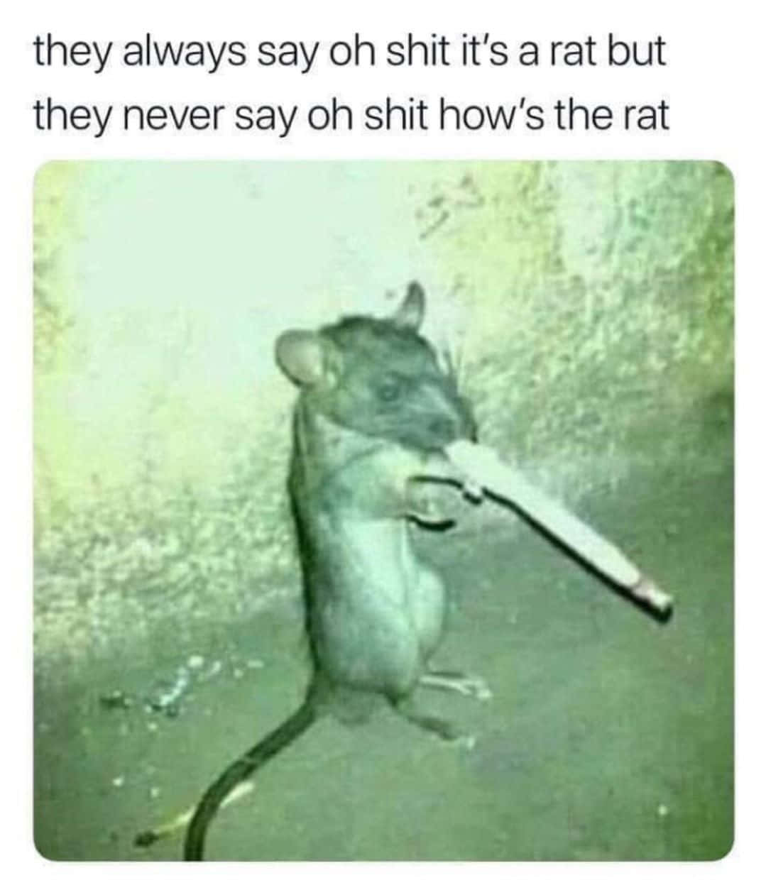 Rat 桌布 壁紙 — 一隻老鼠直立站立，嘴裡叼著溫度計，面向有紋理的綠色牆壁。