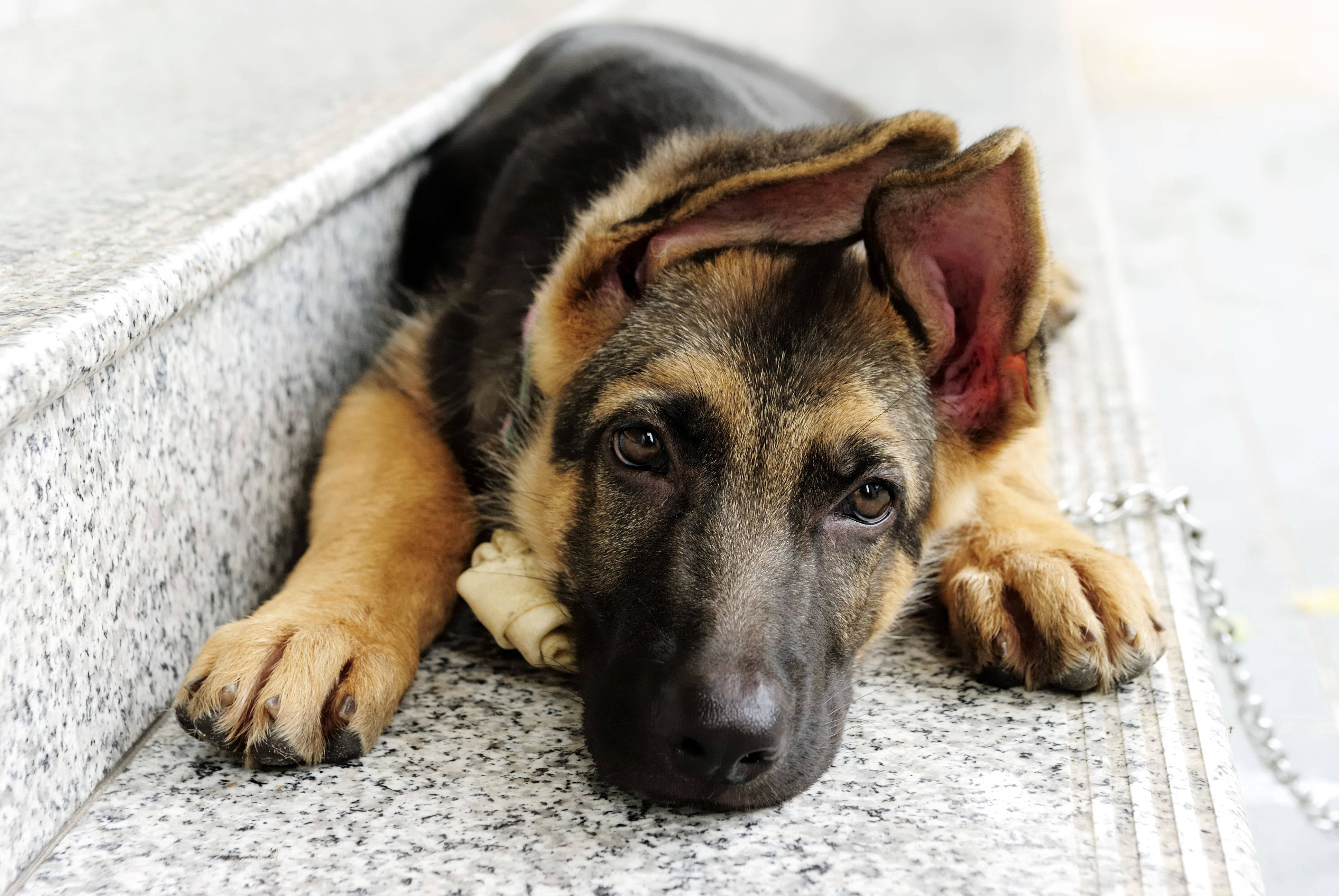 German 桌布 壁紙 — 一隻耳朵下垂的年輕德國牧羊犬幼犬，將頭擱在斑駁的石階上，用充滿靈魂的眼睛溫柔地凝視著。
