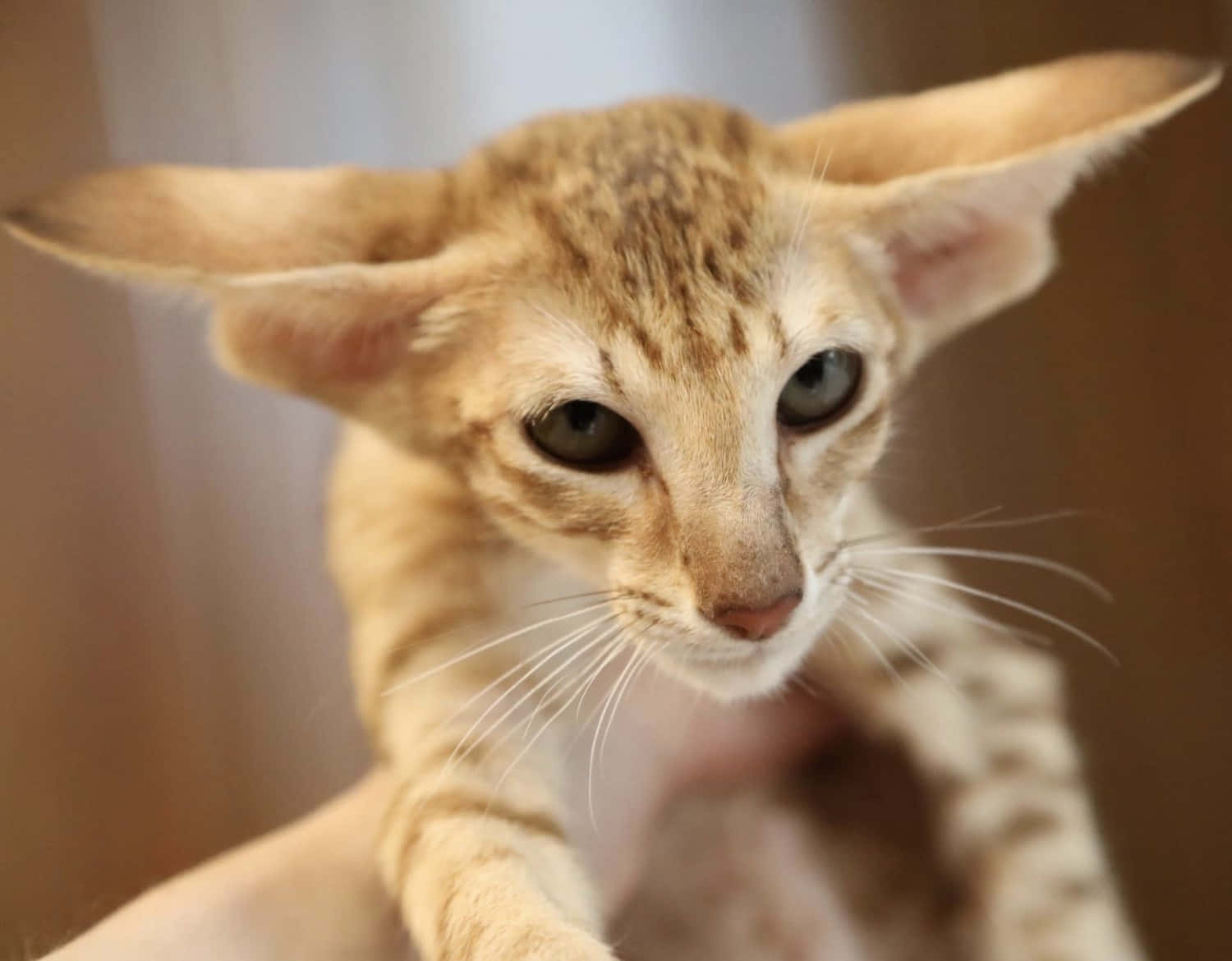 Oriental Shorthair 桌布 壁紙 — 一隻耳朵大、眼睛呈亮綠色的纖細橙色貓咪被溫柔抱住的特寫。