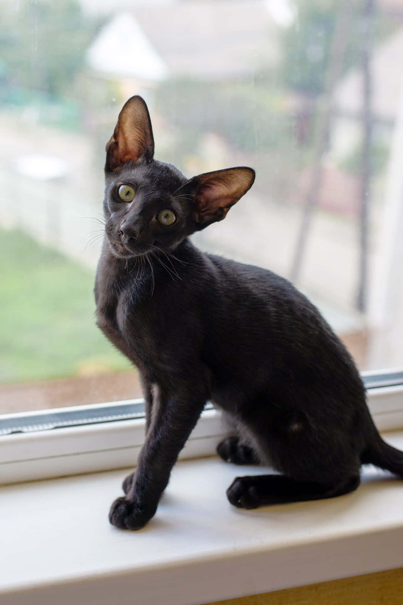Oriental Shorthair 桌布 壁紙 — 一隻耳朵大、眼睛明亮的綠色、線條流暢的黑貓警覺地坐在窗台上向外凝視。